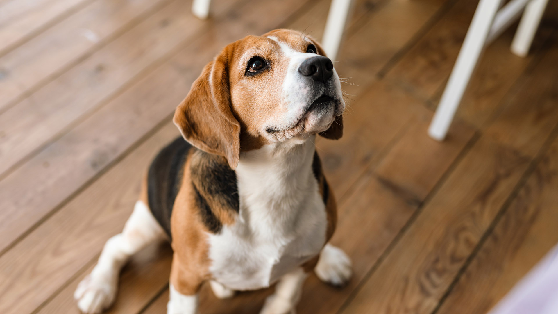 Can Dogs Eat Dried Mealworms