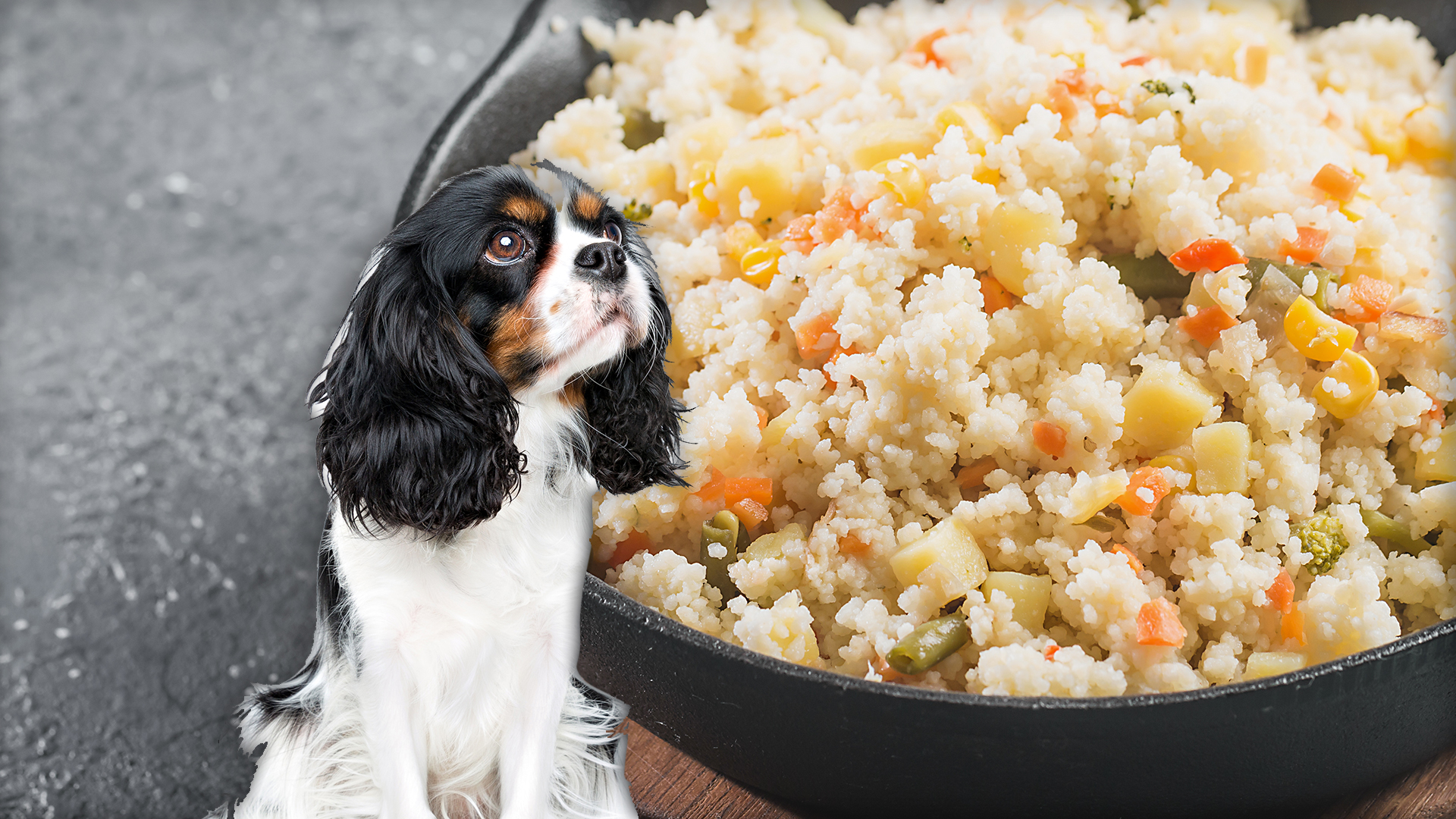 can dogs eat cous cous