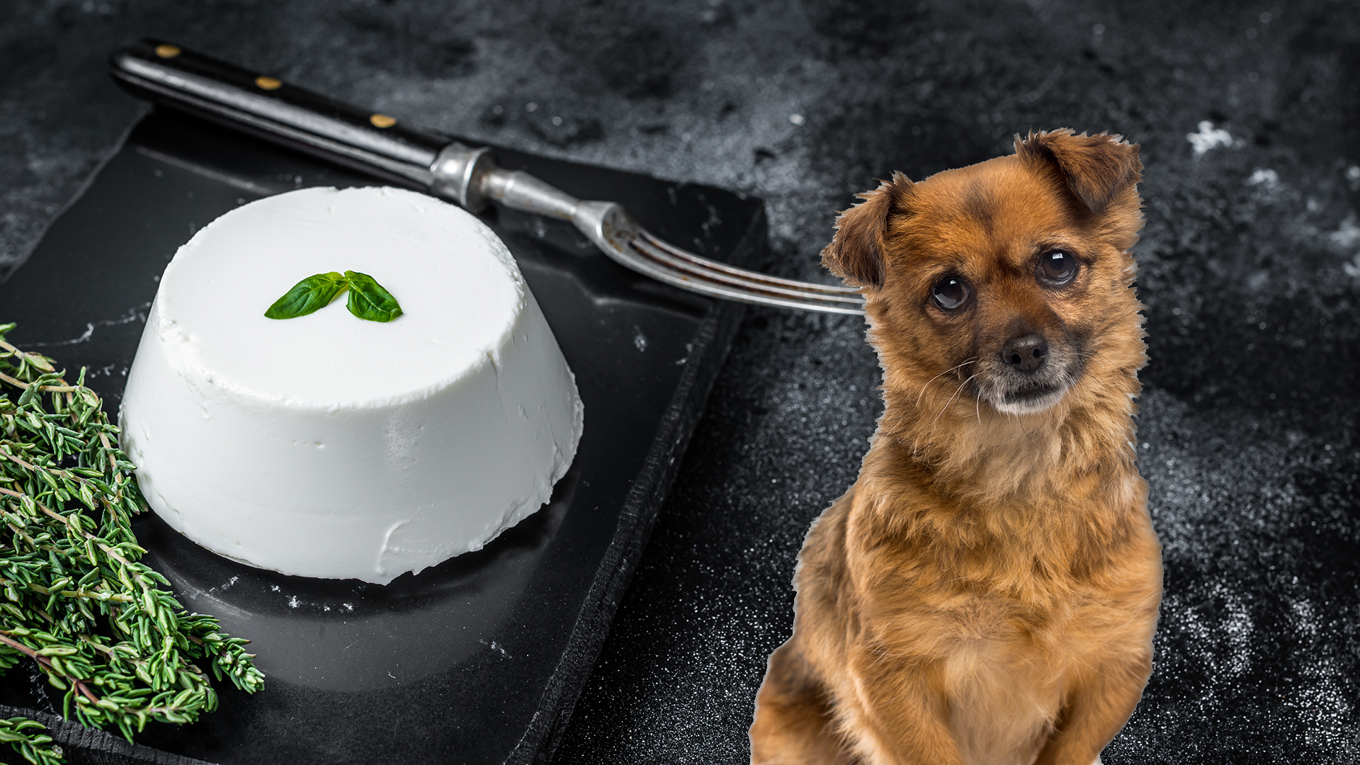 can dogs eat ricotta cheese