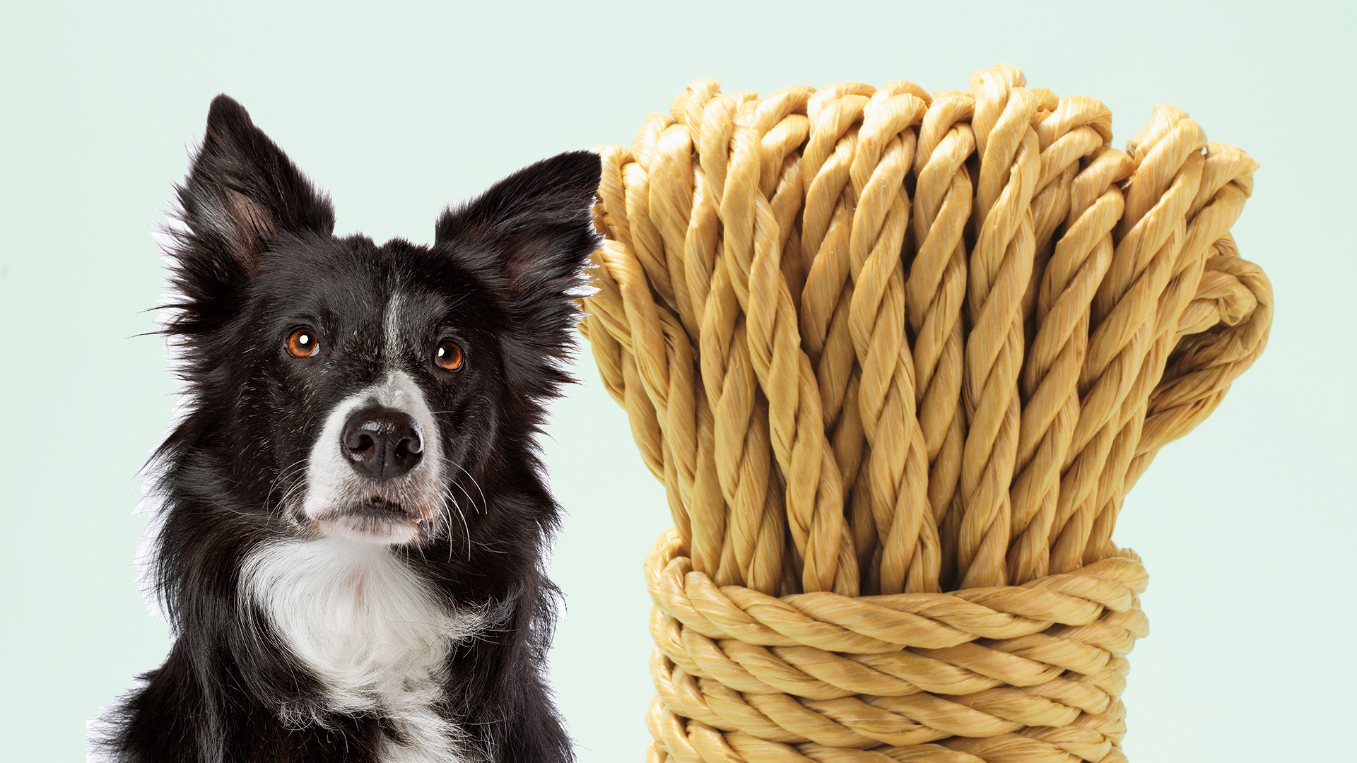 can dogs eat string
