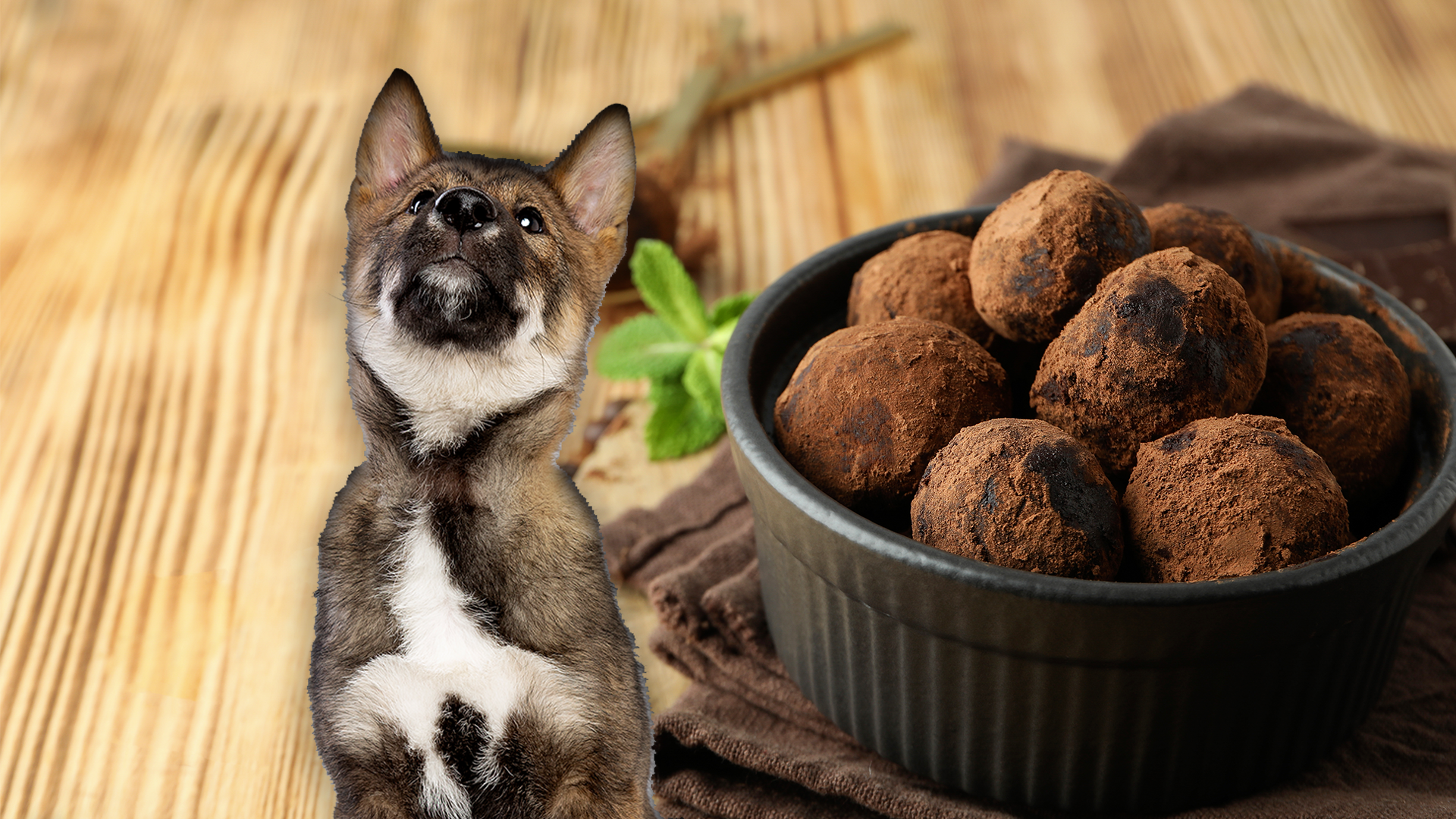 can dogs eat truffle