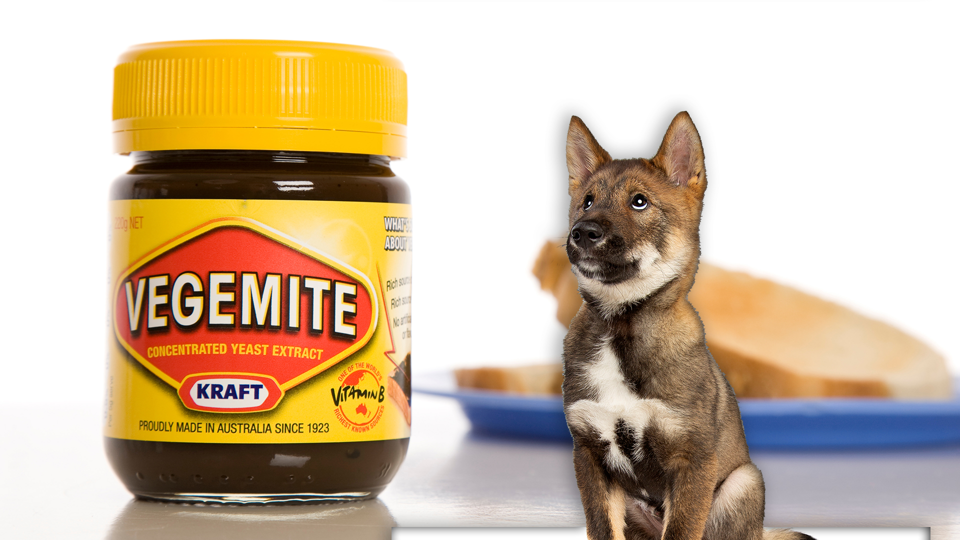 can dogs eat vegemite