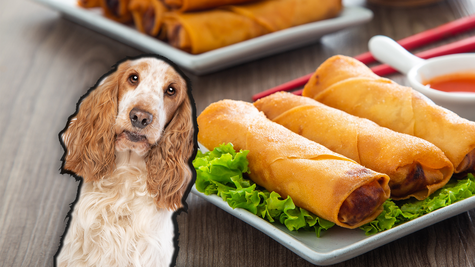 can dogs eat vegetable spring rolls