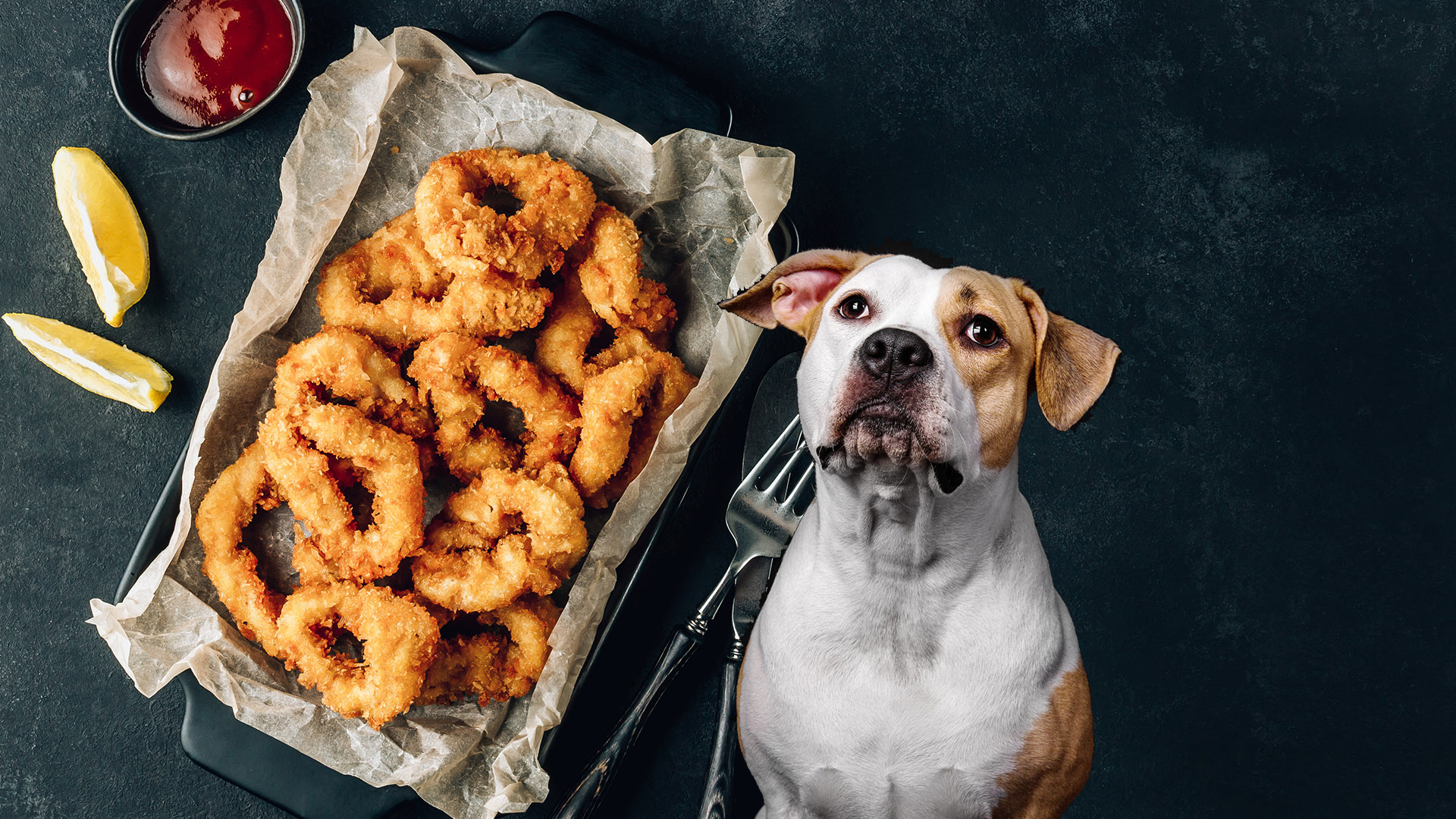 Can Dogs Eat Calamari?