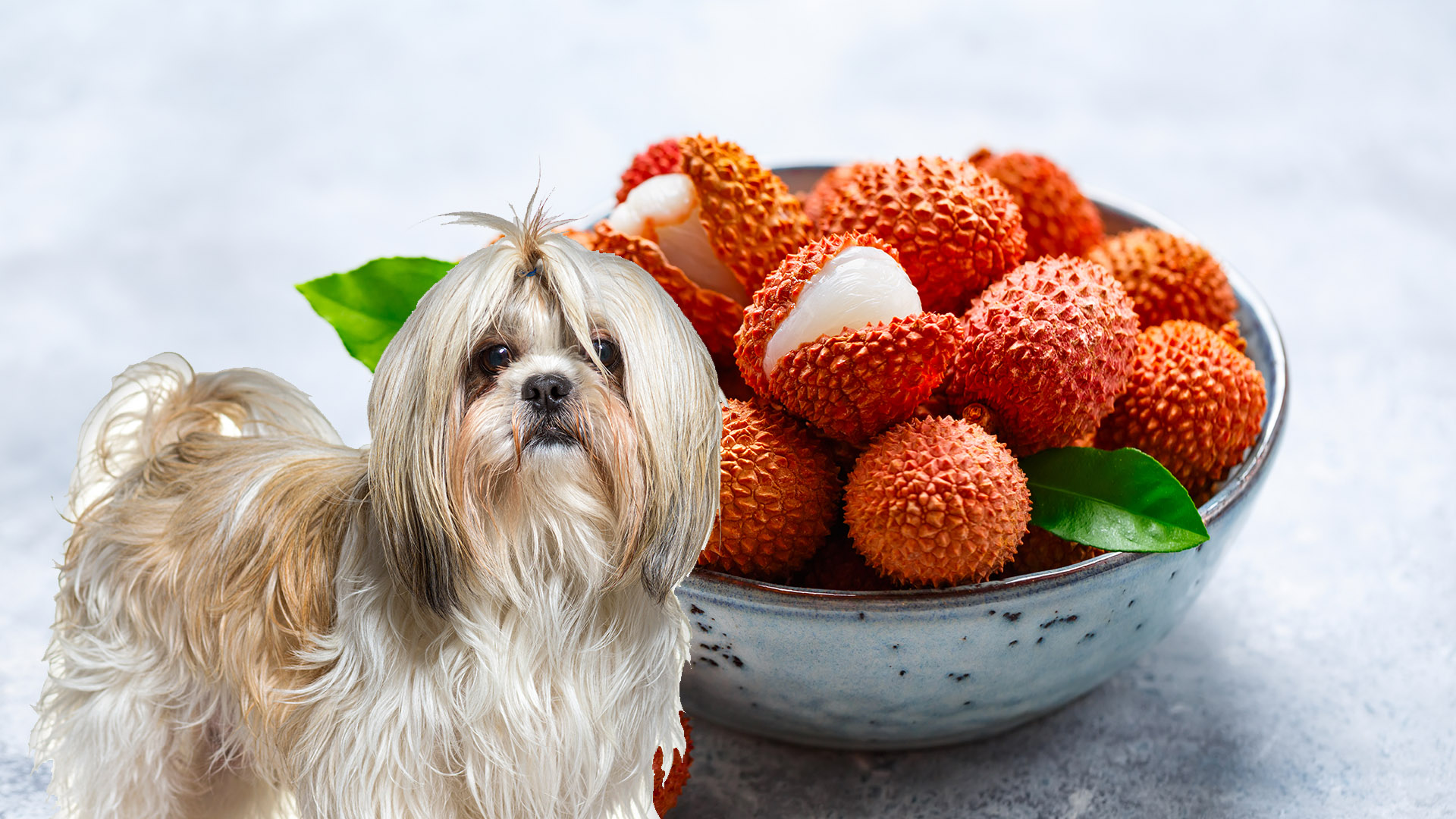Can Dogs Eat Lychee?