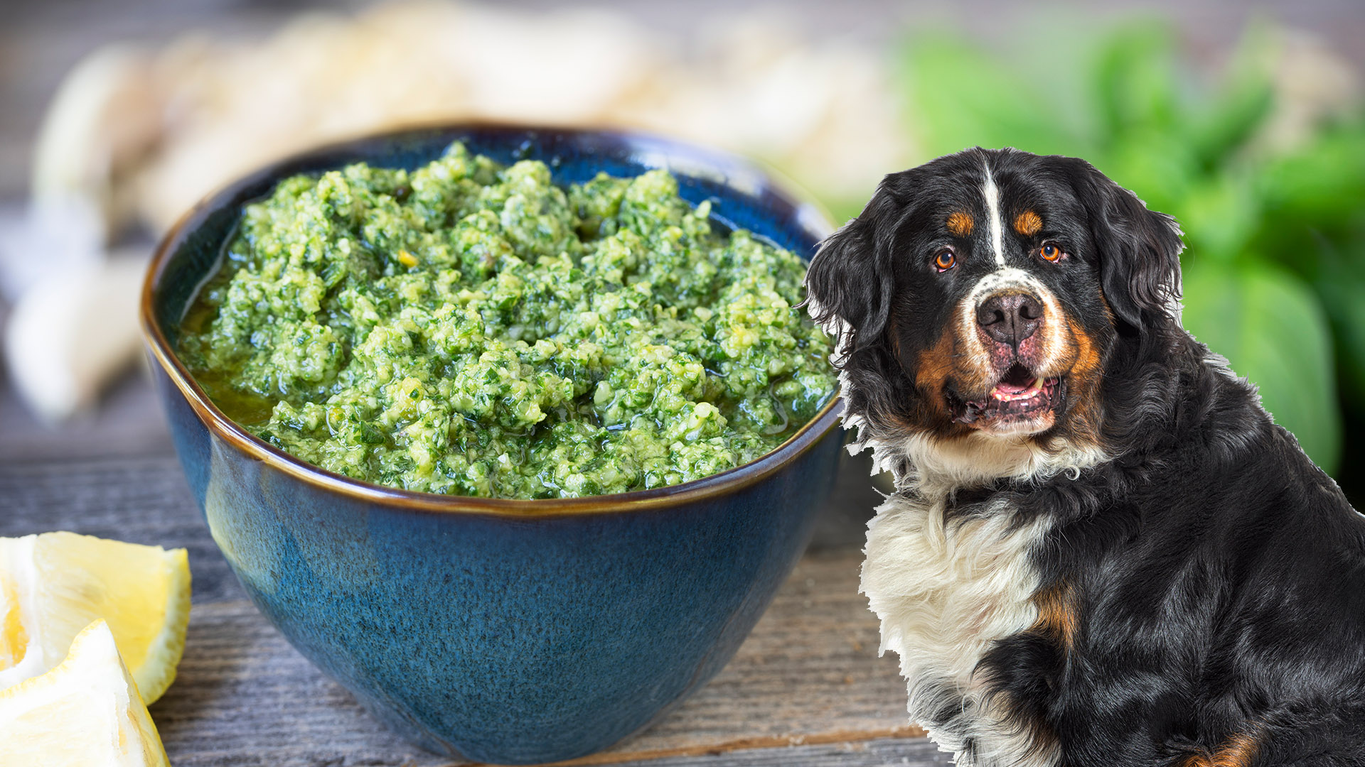 Can Dogs Eat Pesto?
