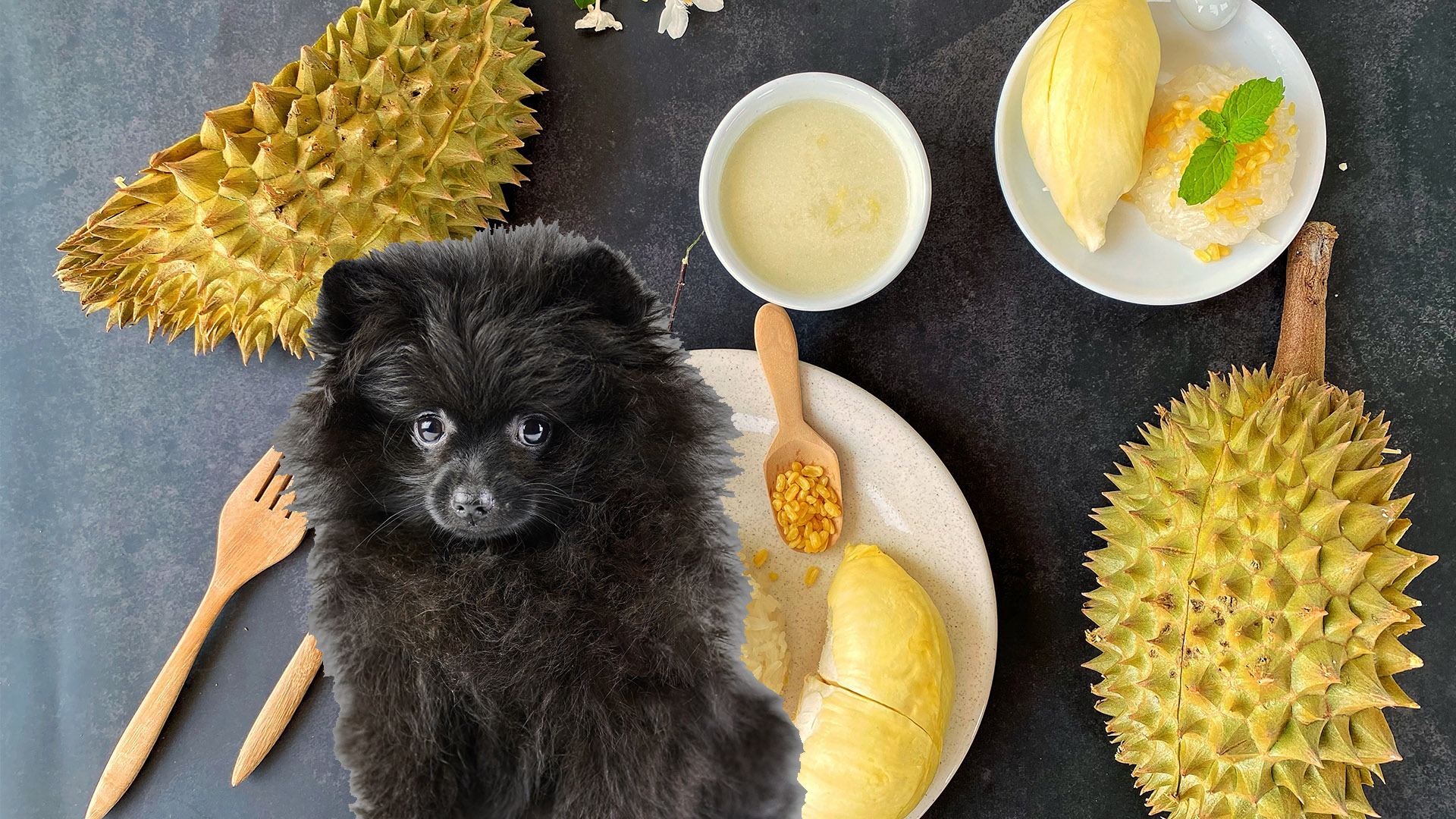 can dogs eat durian