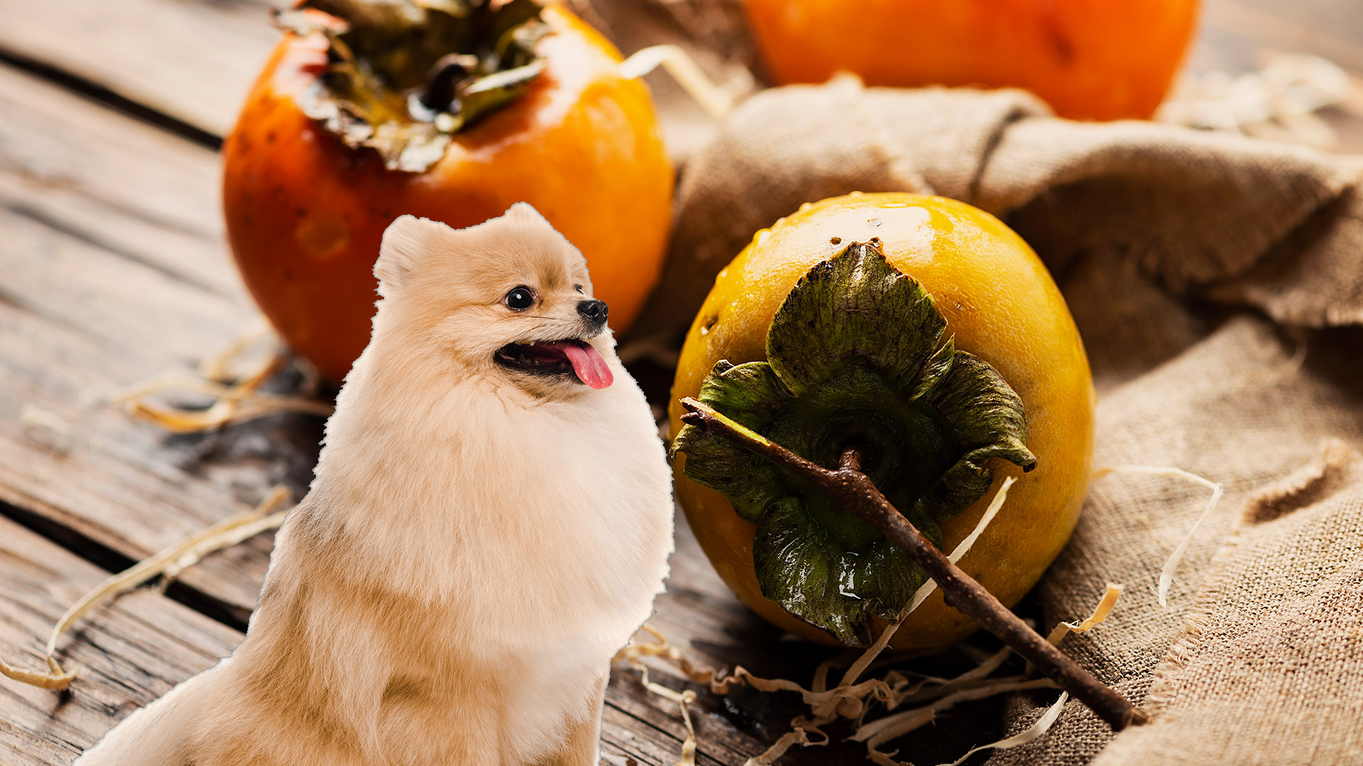 can dogs eat persimmons