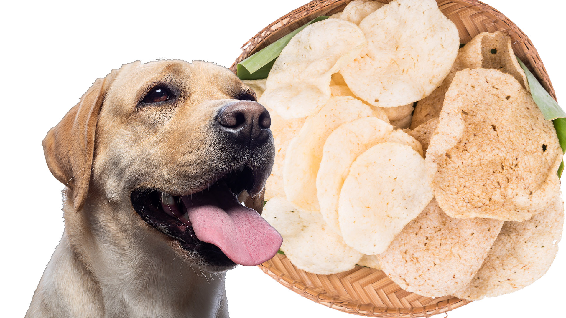 can dogs eat prawn crackers