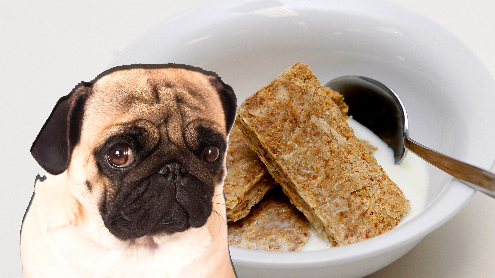 can dogs eat weetbix