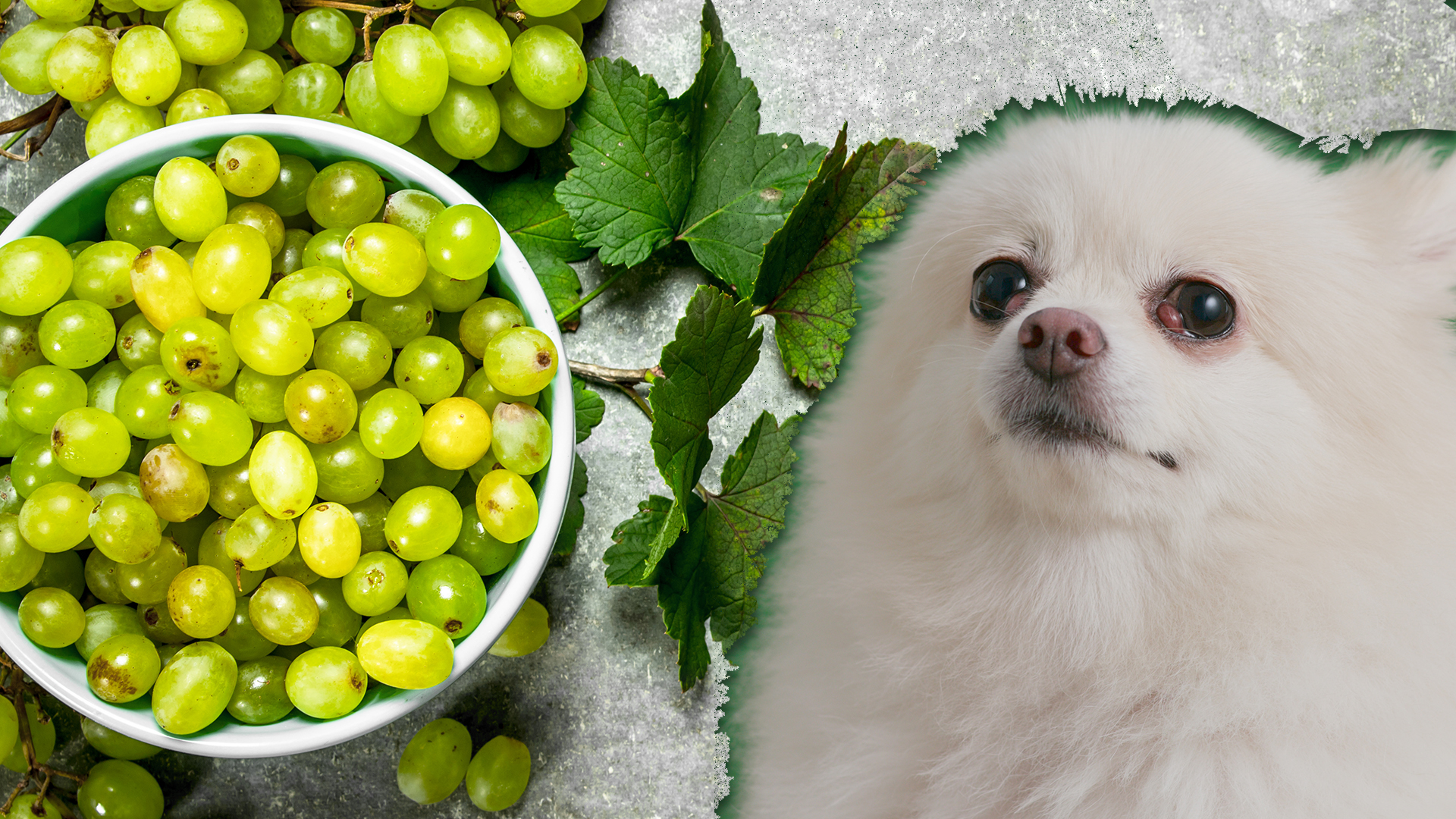 Can Dogs Eat Grapes