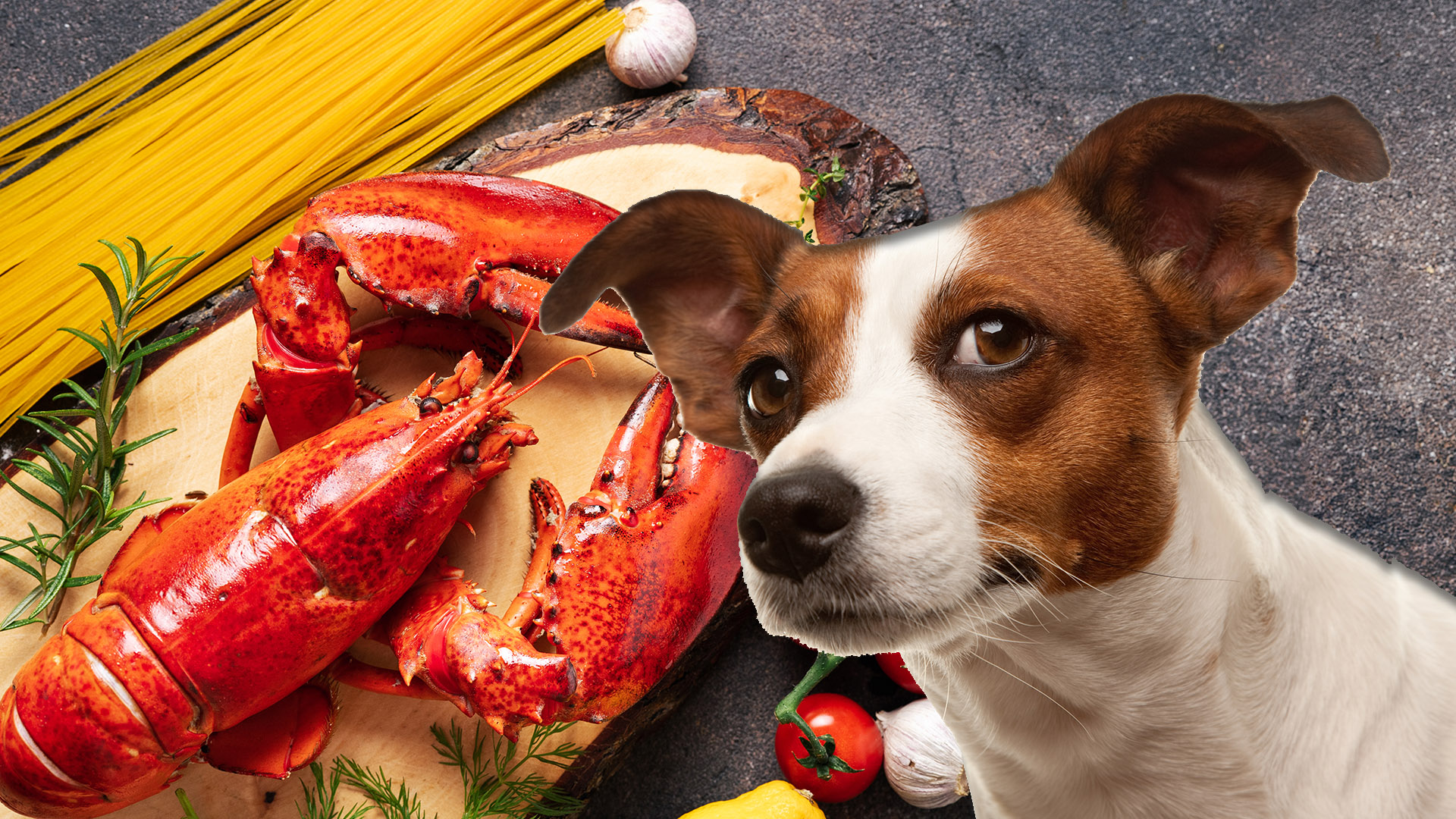 Can Dogs Eat Lobster