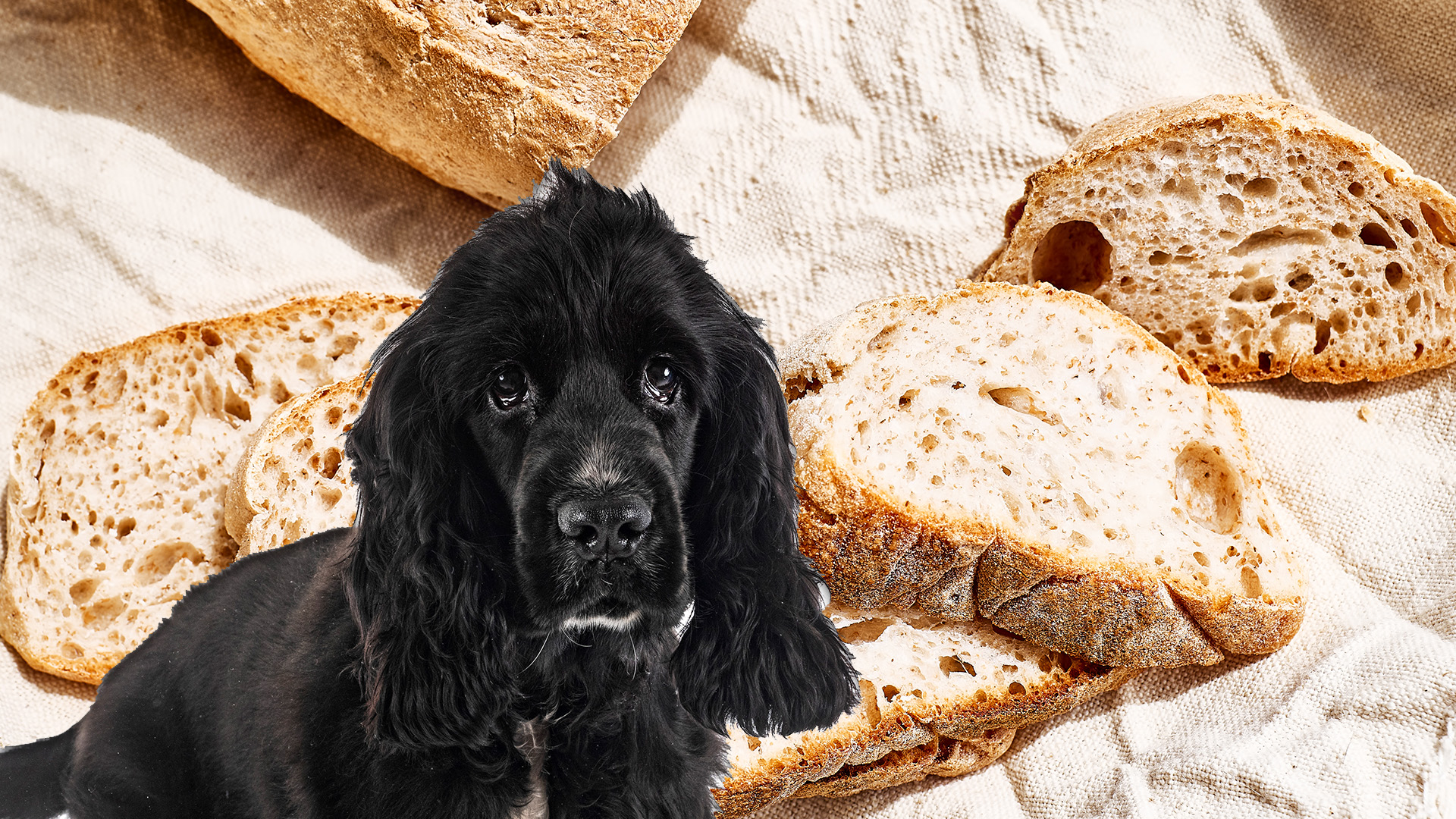 Can Dogs Eat Multigrain Bread