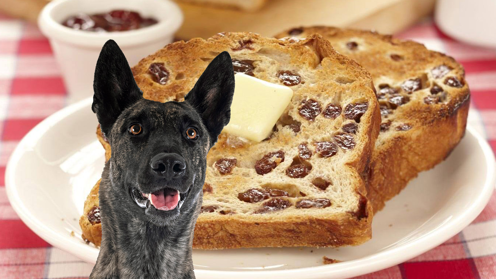 Can Dogs Eat Raisin Toast