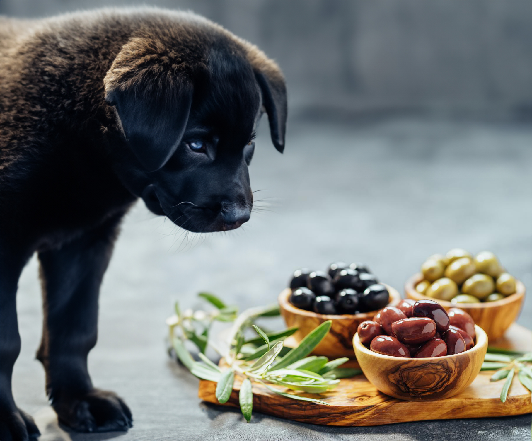 Can Dogs Eat Olives?