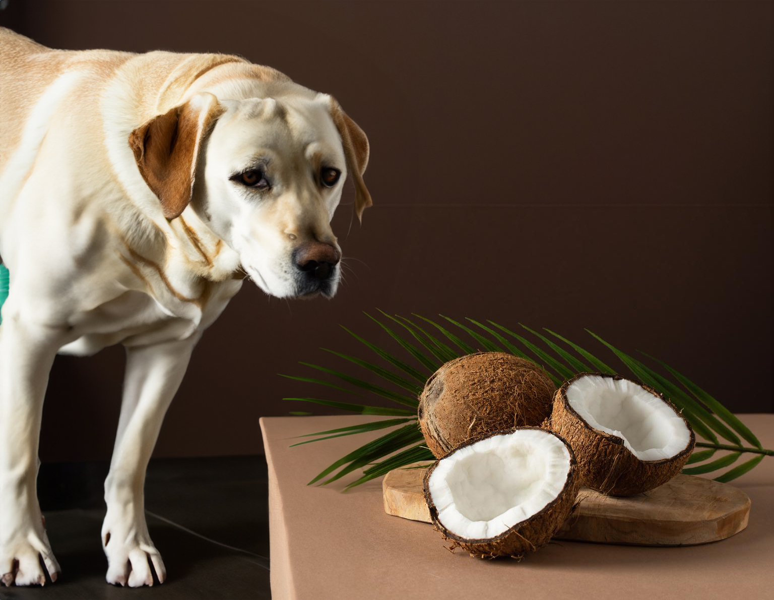 Can Dogs Eat Coconut