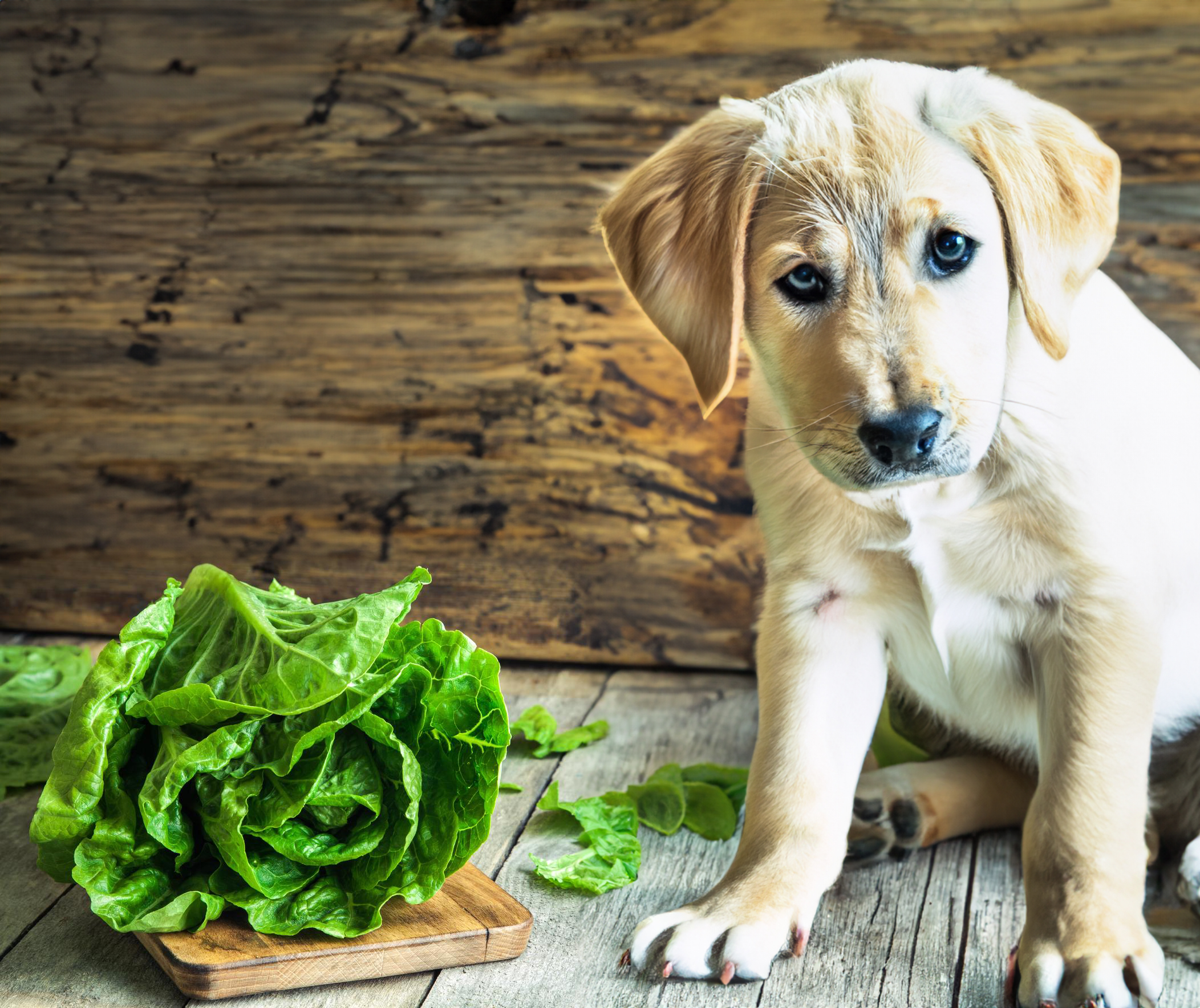 Can Dogs Eat Lettuce