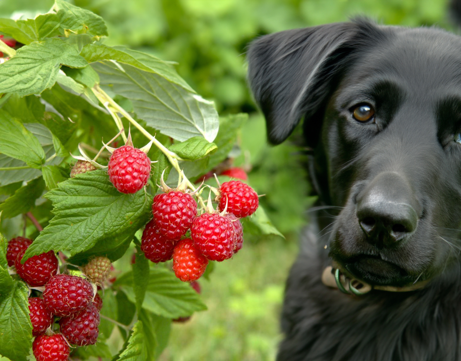 can dogs eat raspberry