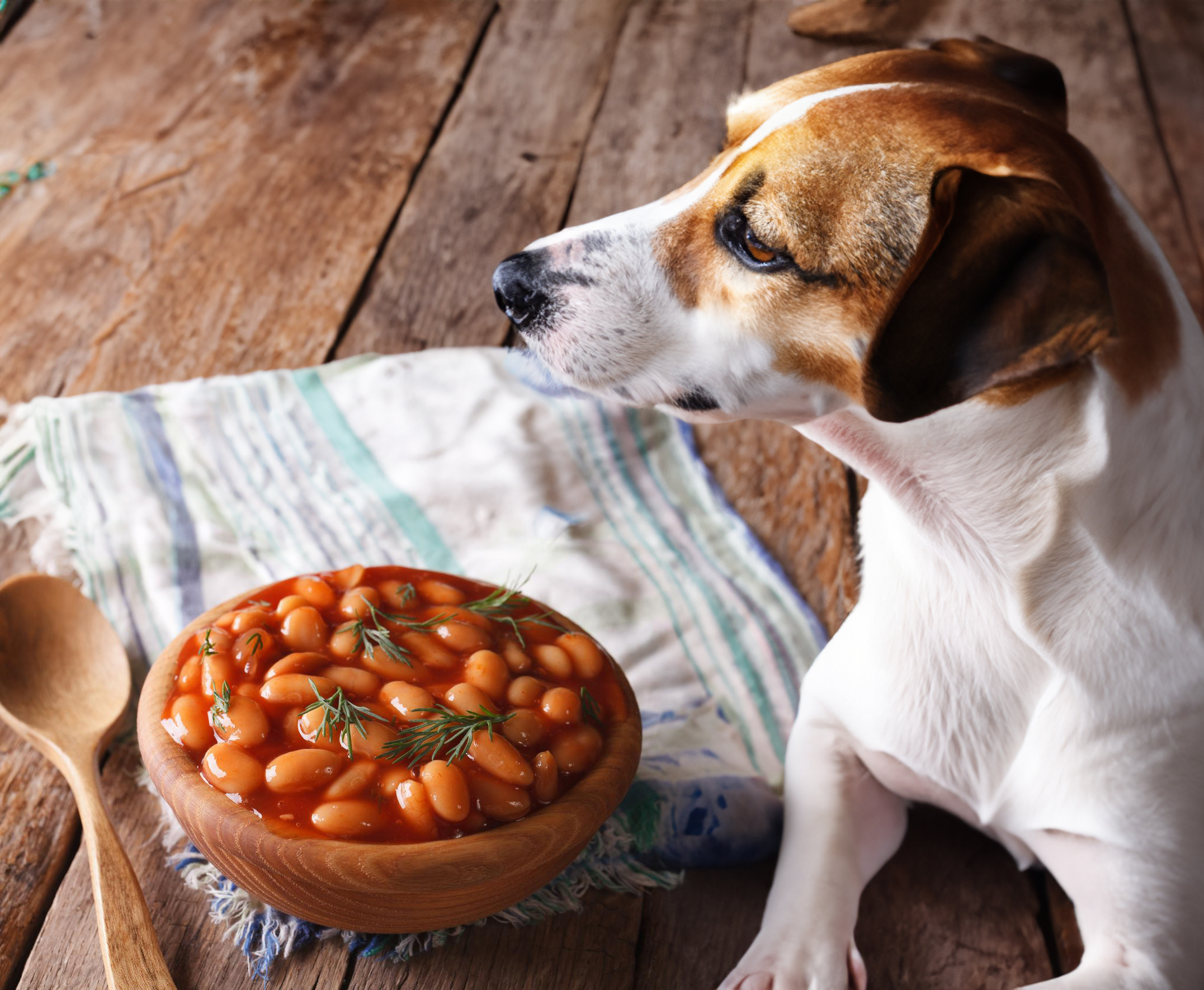 Can Dogs Eat Baked Beans