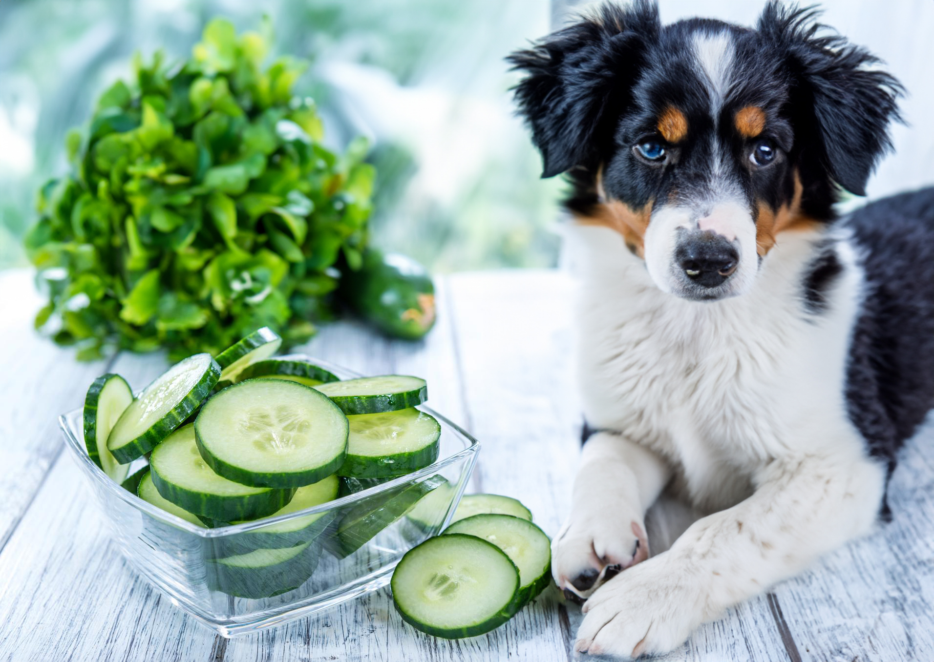 Can Dogs Eat Cucumber?