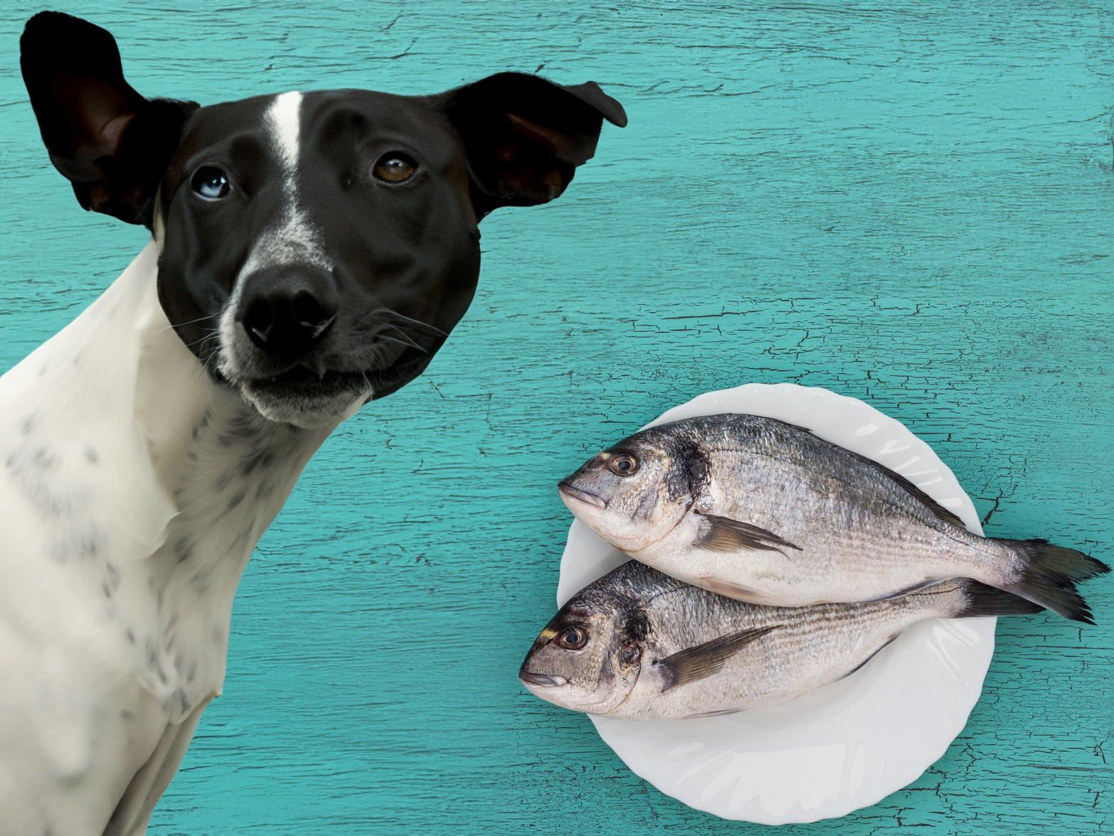 can dogs eat fish