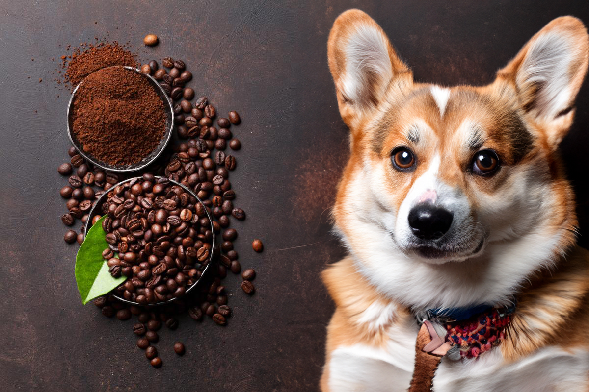 Can Dogs Eat Beans