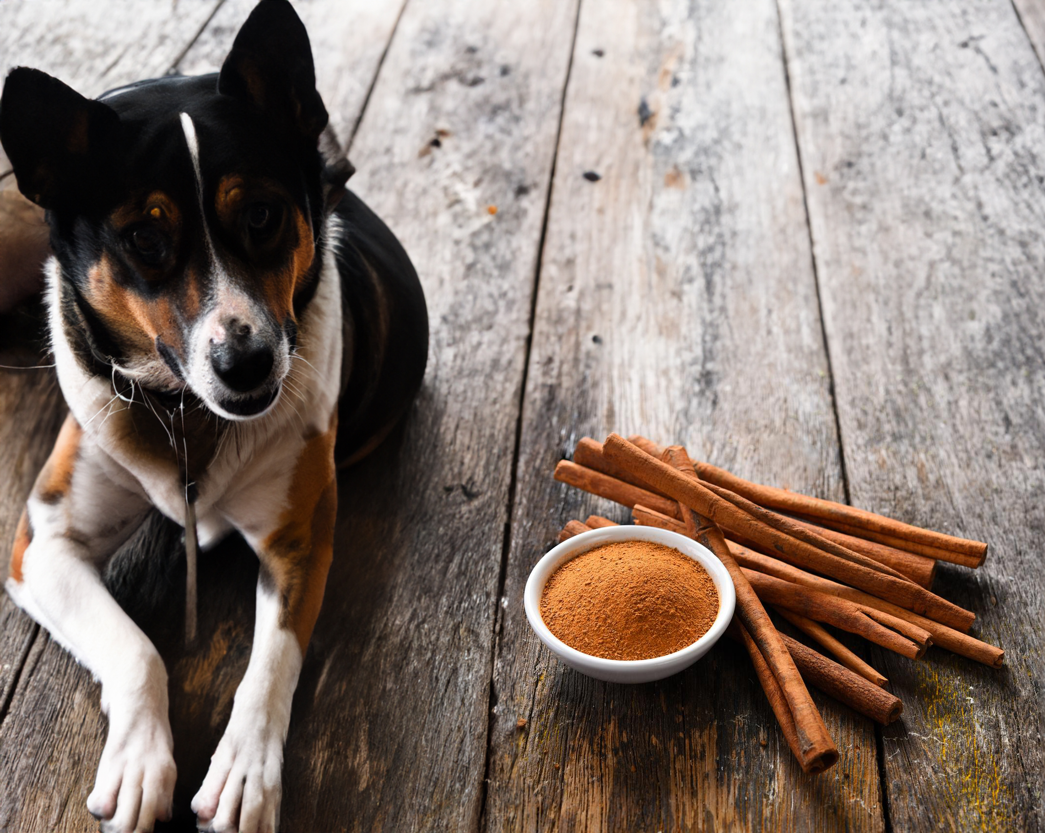 can dogs eat cinnamon