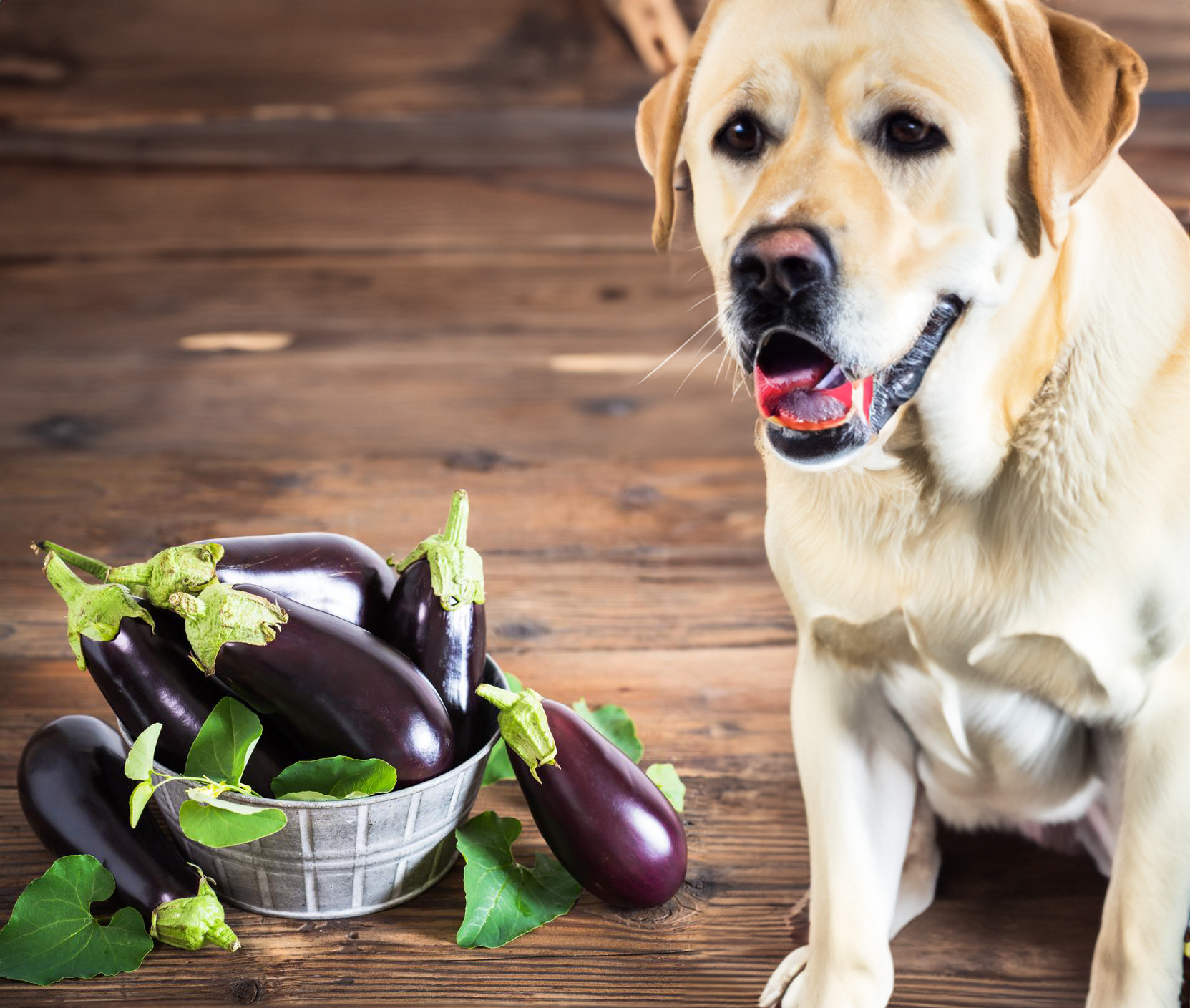 Can Dogs Eat Eggplant?