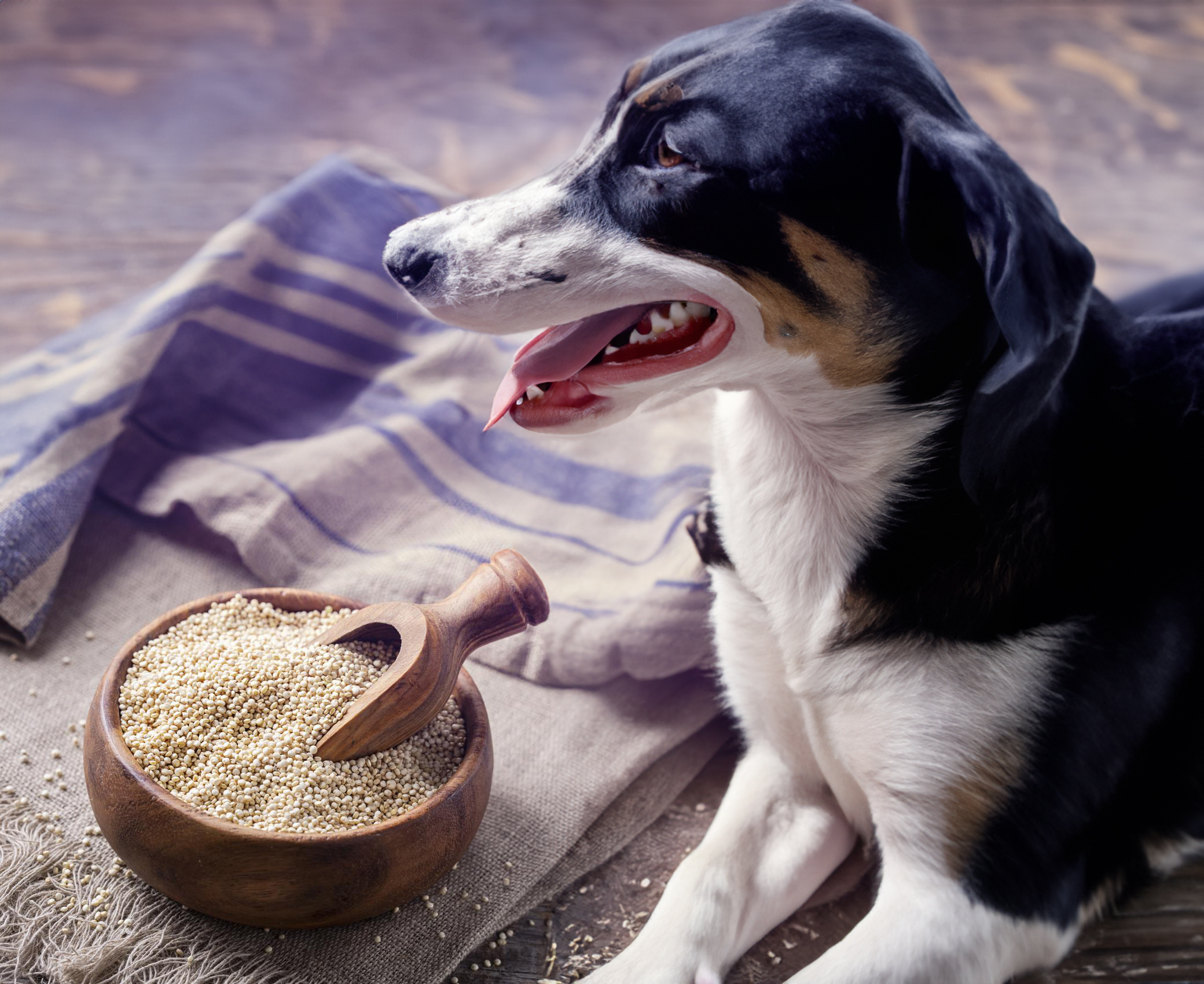 Can dogs eat quinoa