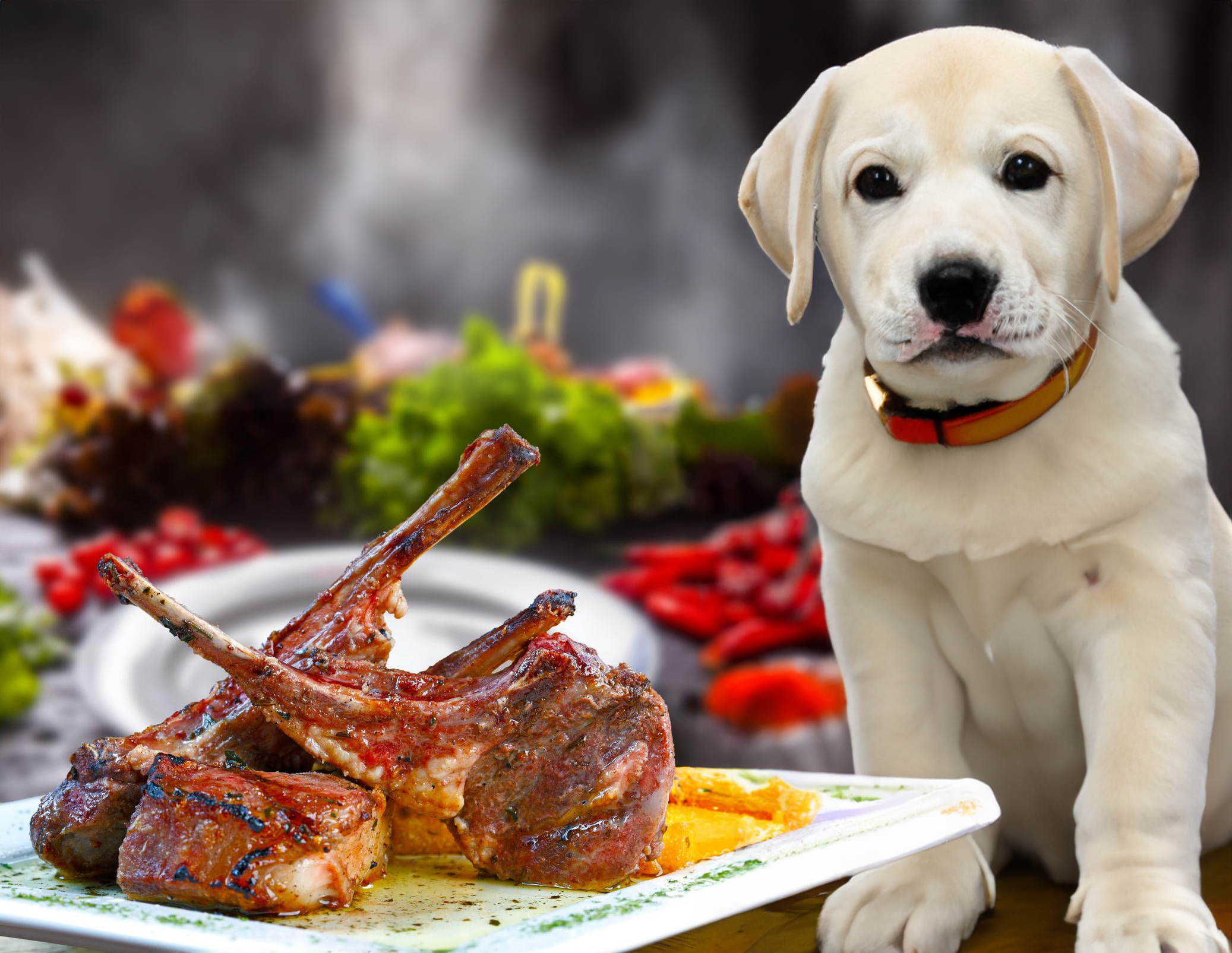 can dogs eat cooked lamb bones