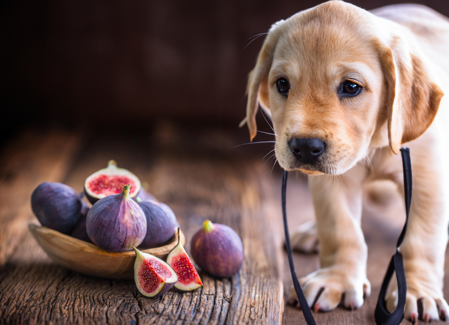 can dogs eat figs