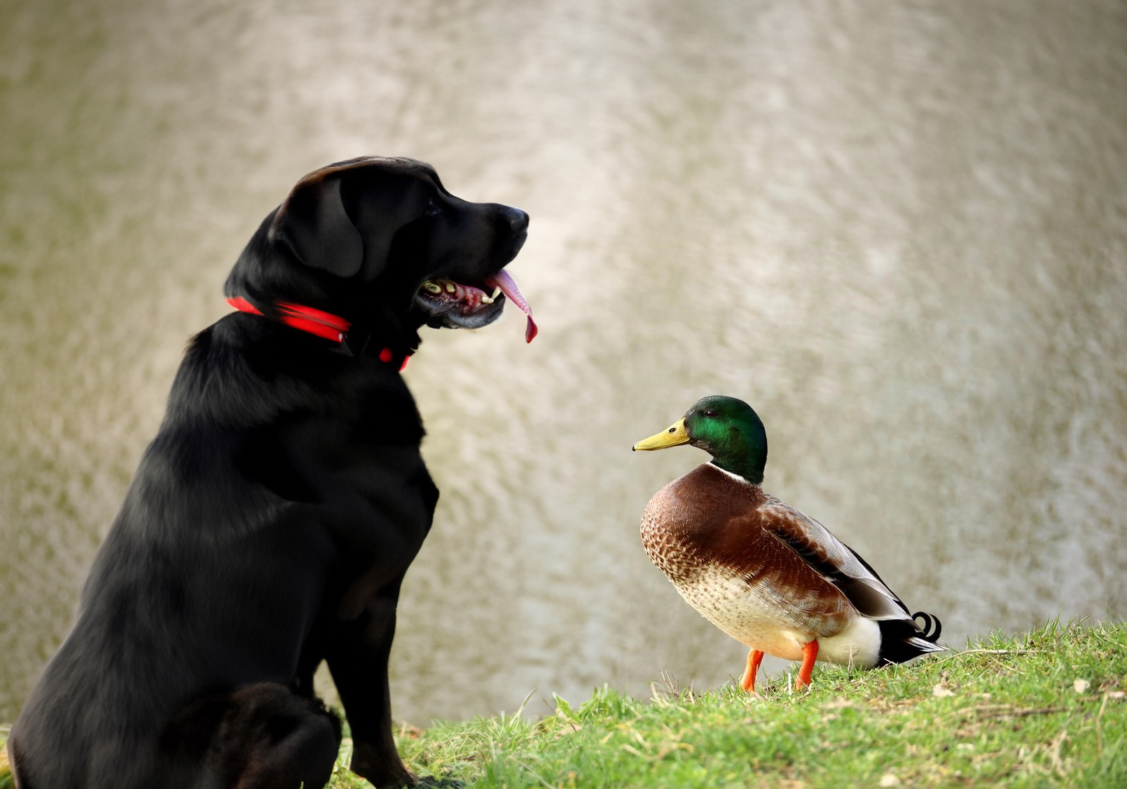 Can Dogs Eat Duck