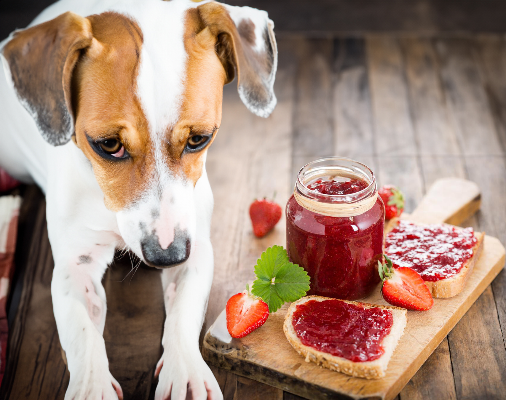 Can Dogs Eat Jam