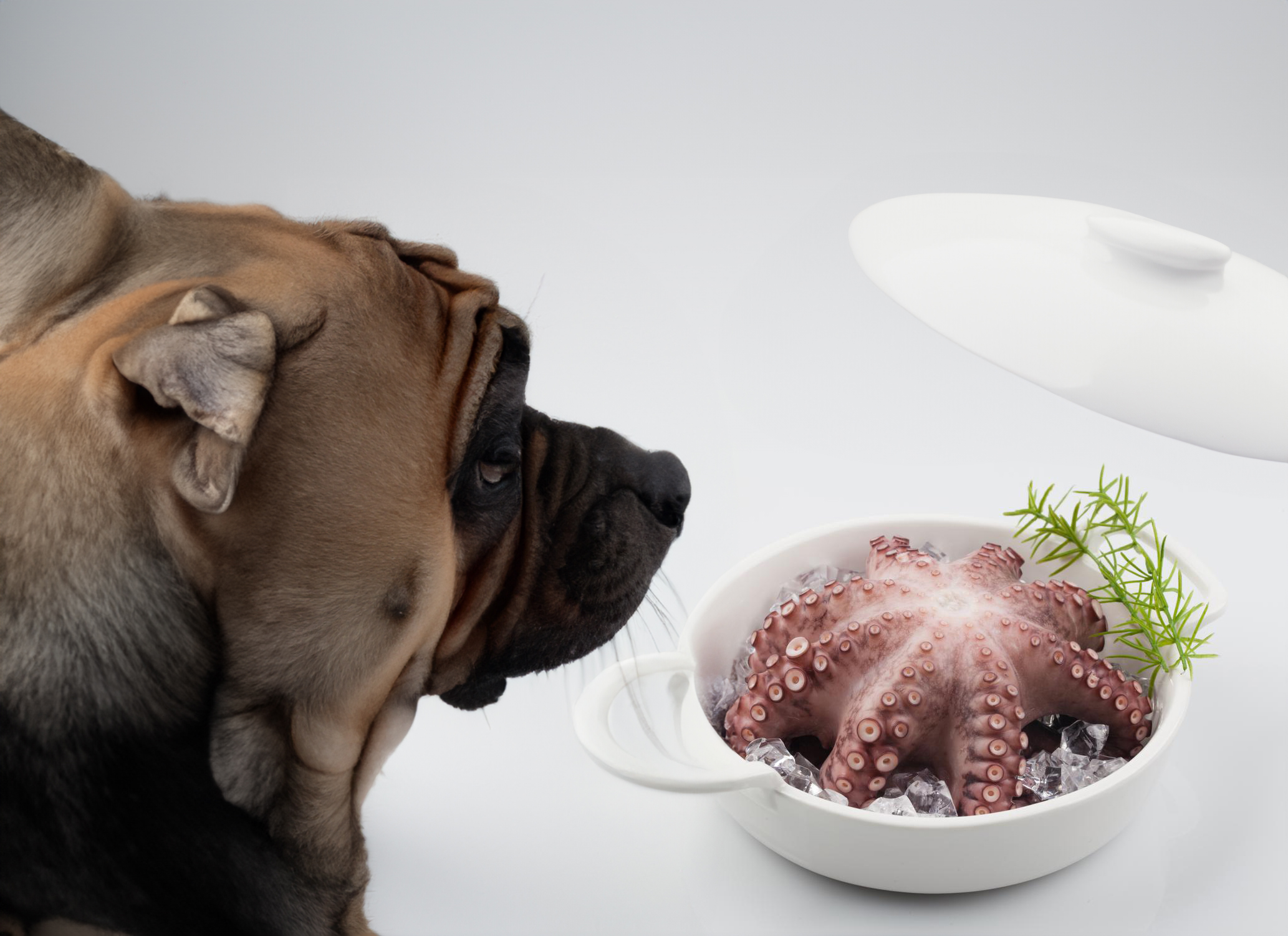 Can Dogs Eat Octopus