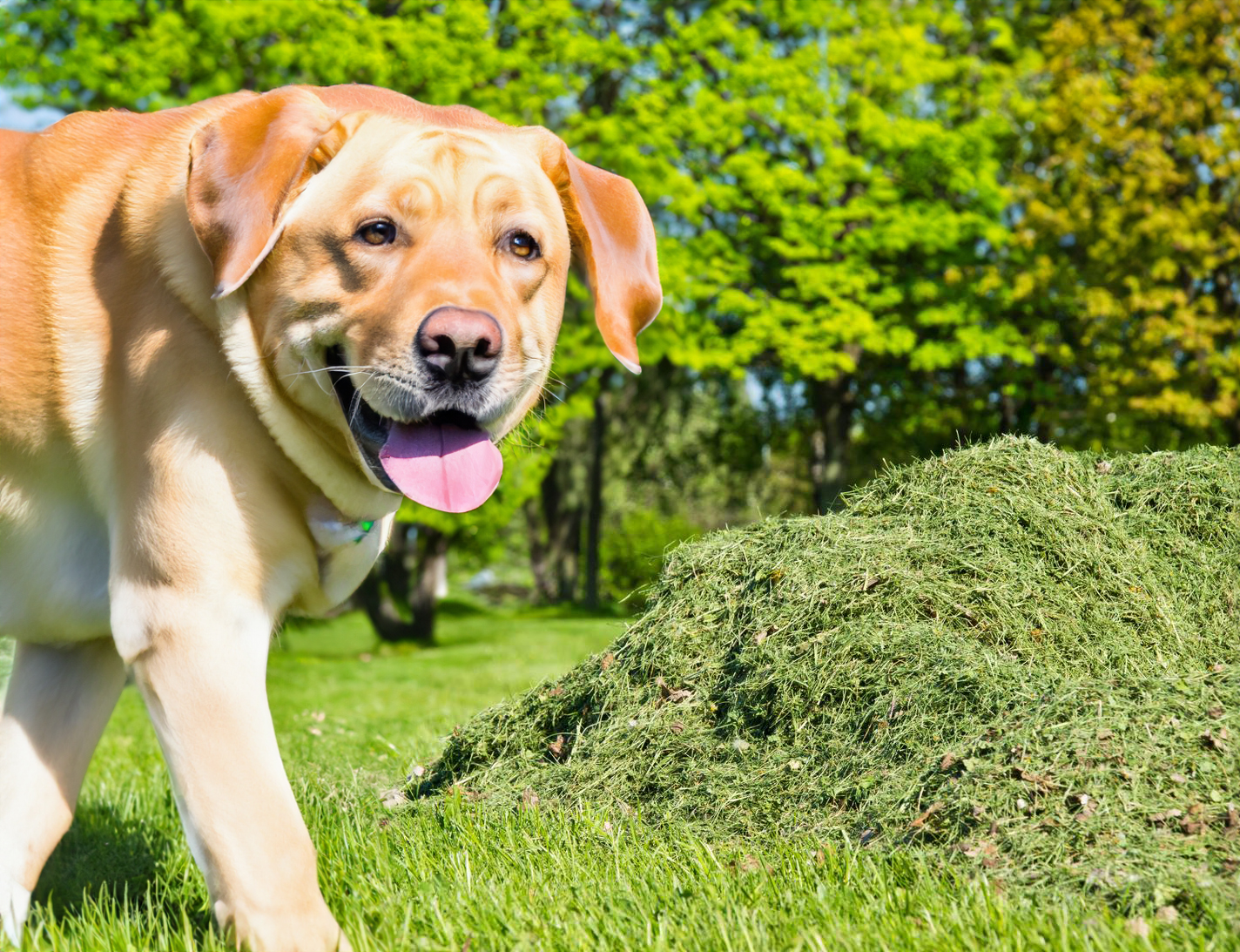 Can Dogs Eat Cat Grass?