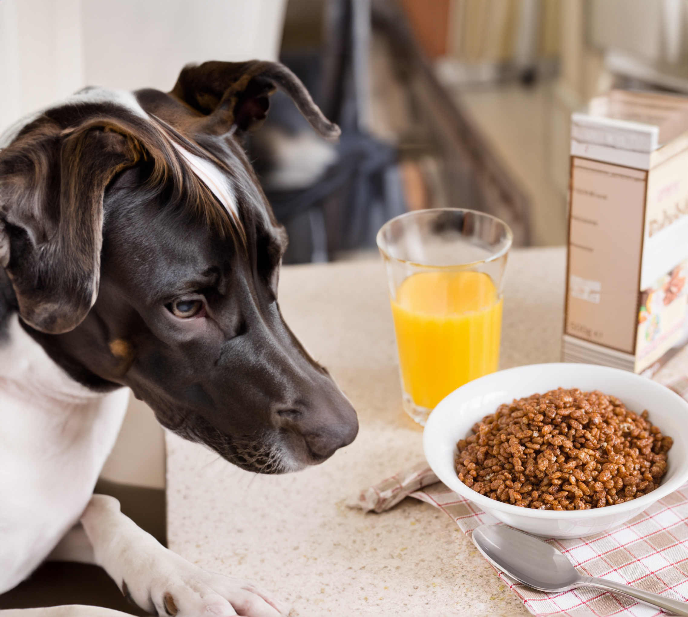 Can Dogs Eat Cocoa Puffs