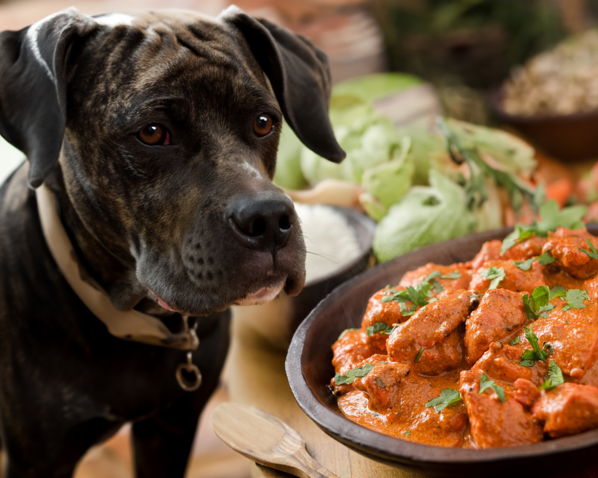 can dogs eat butter chicken