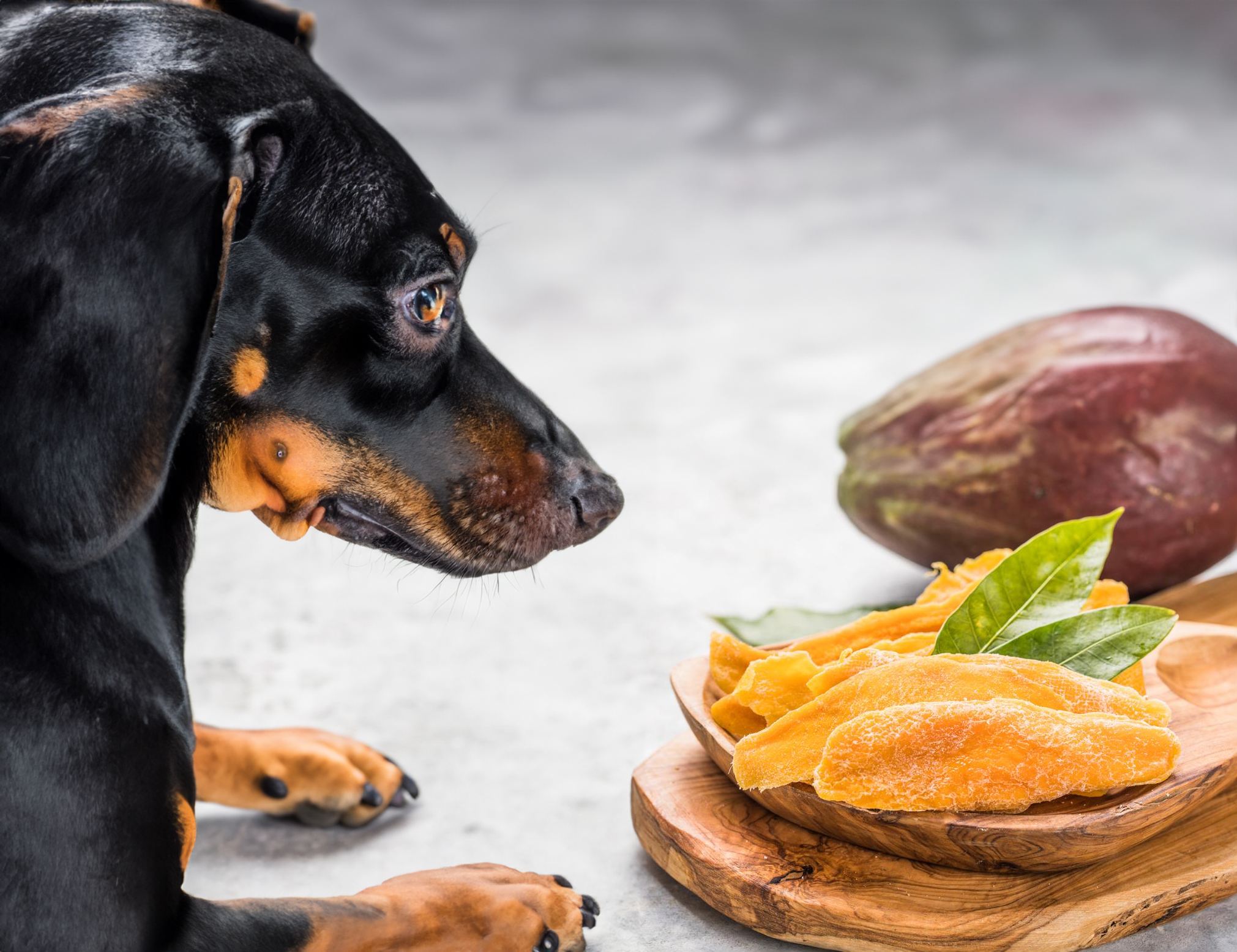 can dogs eat dried mango