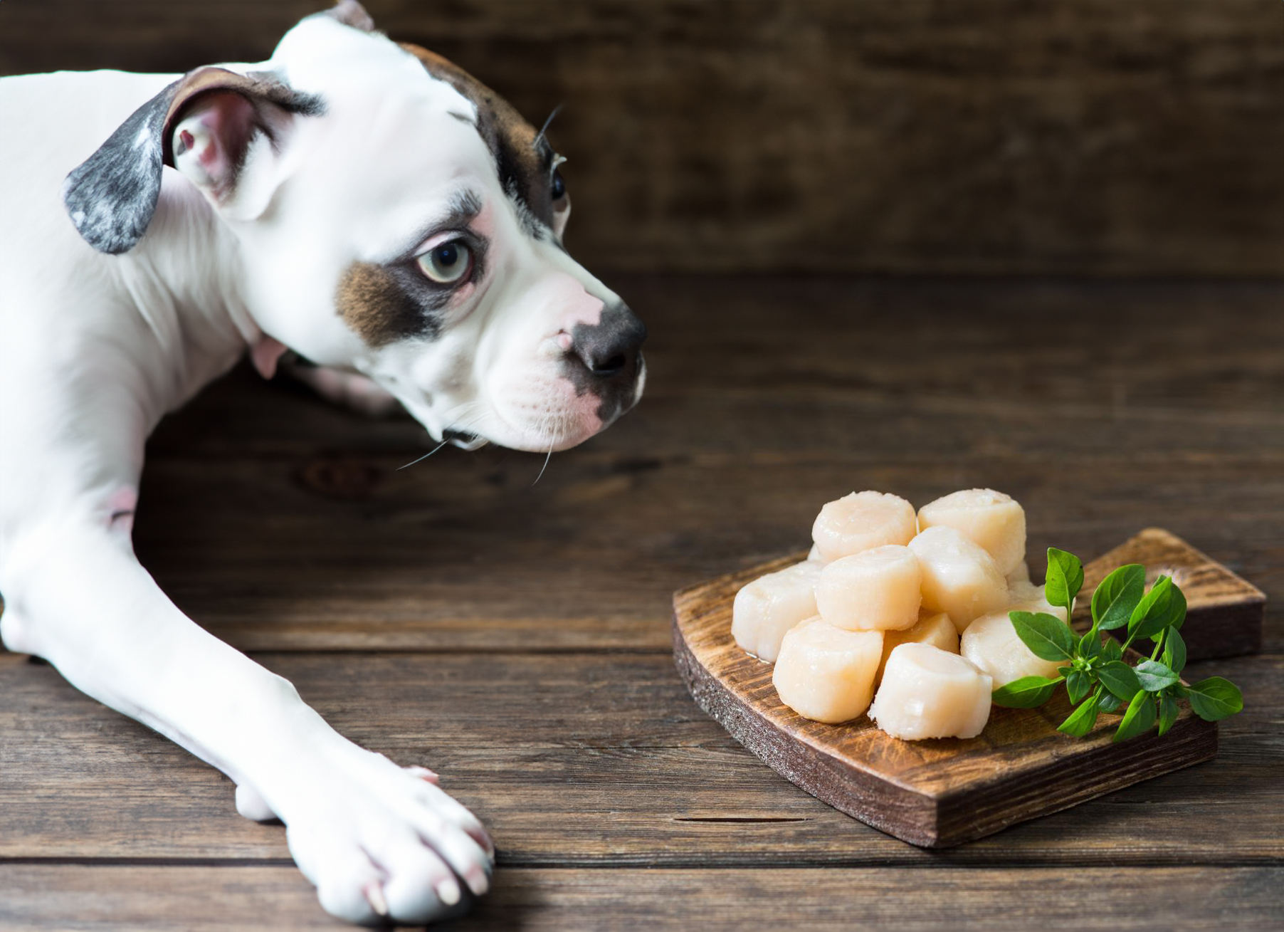 can dogs eat scallops