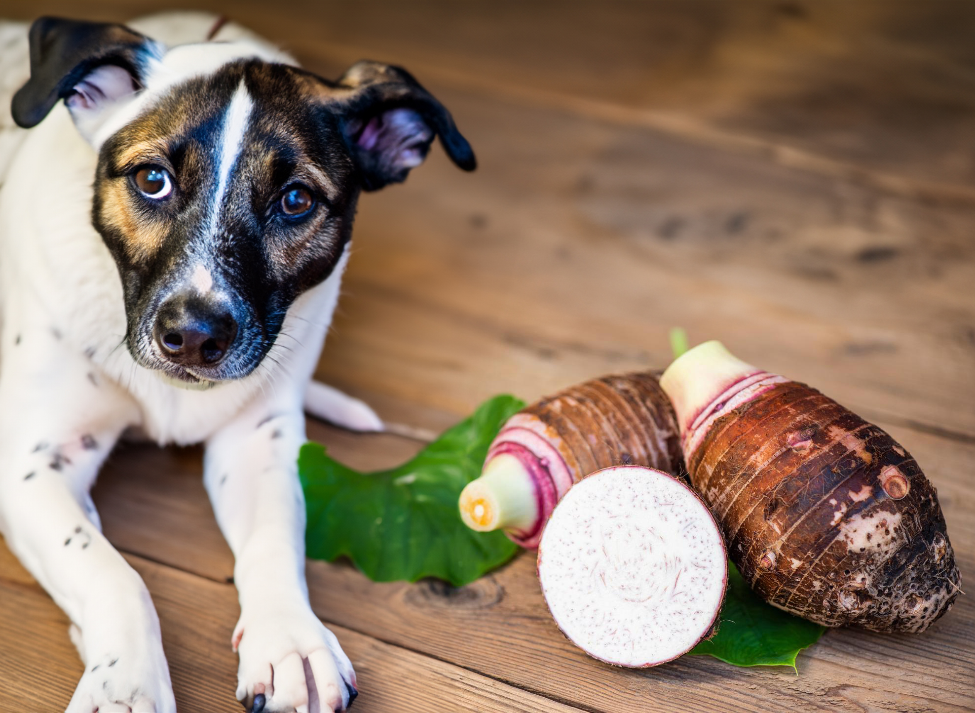 can dogs eat taro