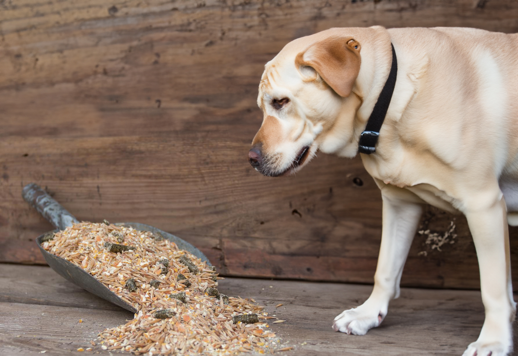 can dogs eat horse feed