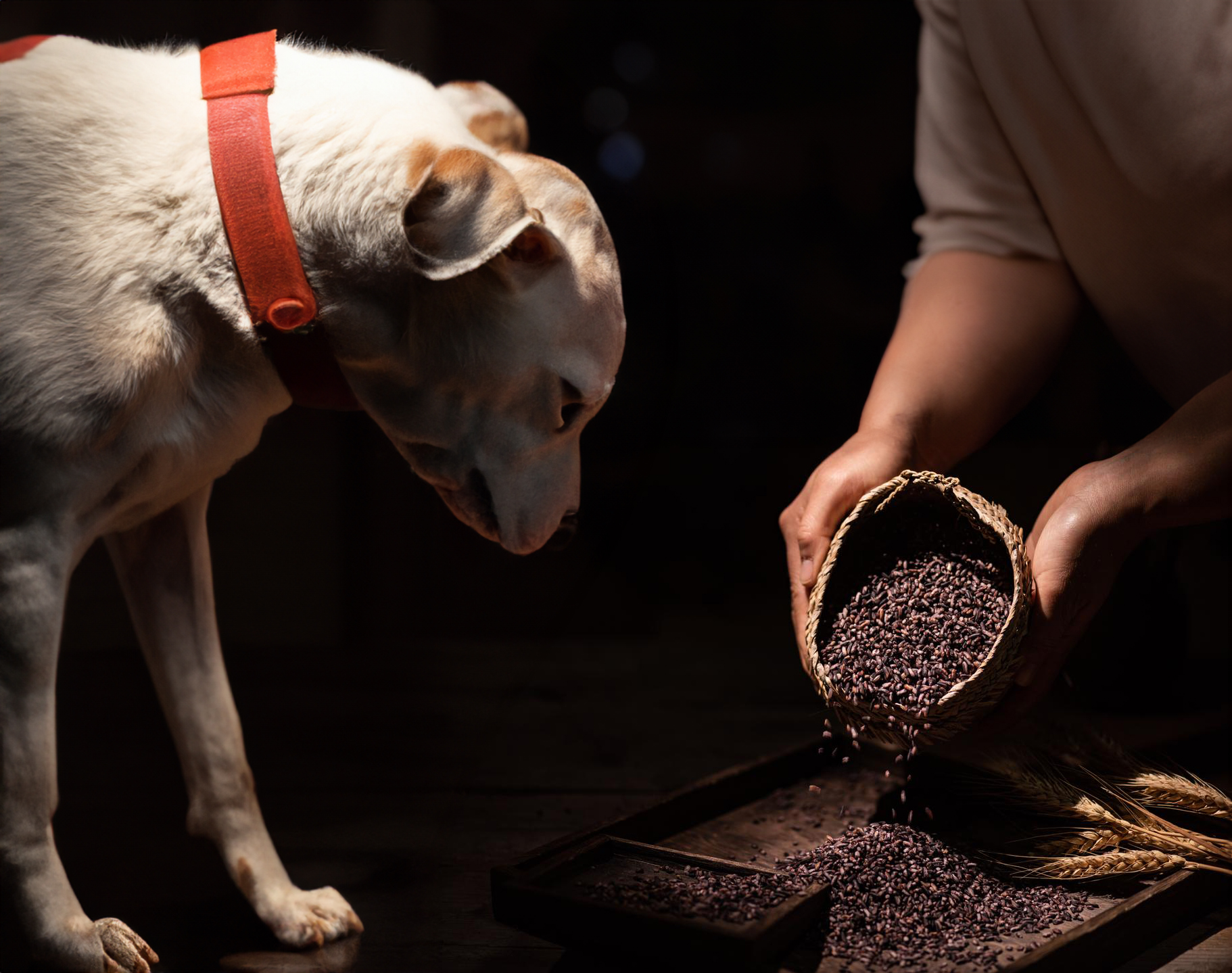 can dogs eat black rice