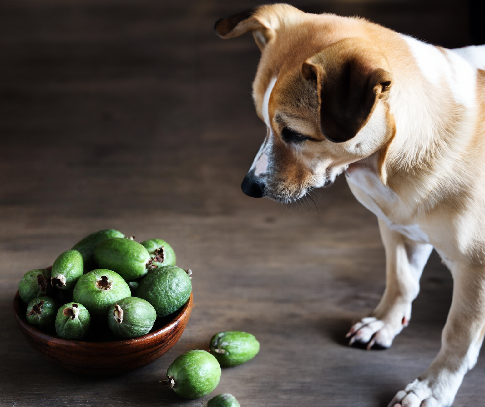 can dogs eat Feijoas