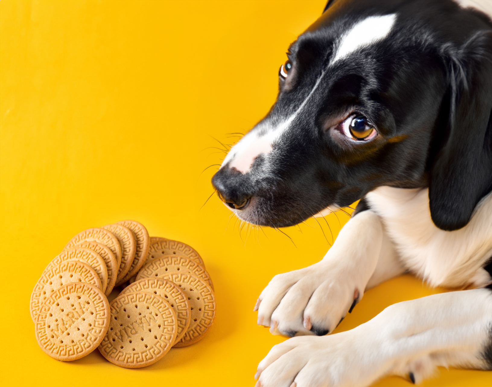 can dogs eat marie biscuits