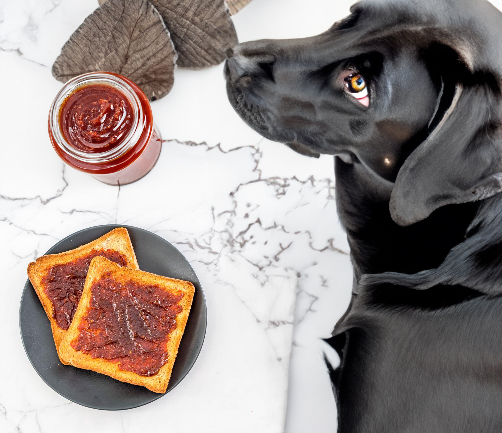 can dogs eat marmite on toast
