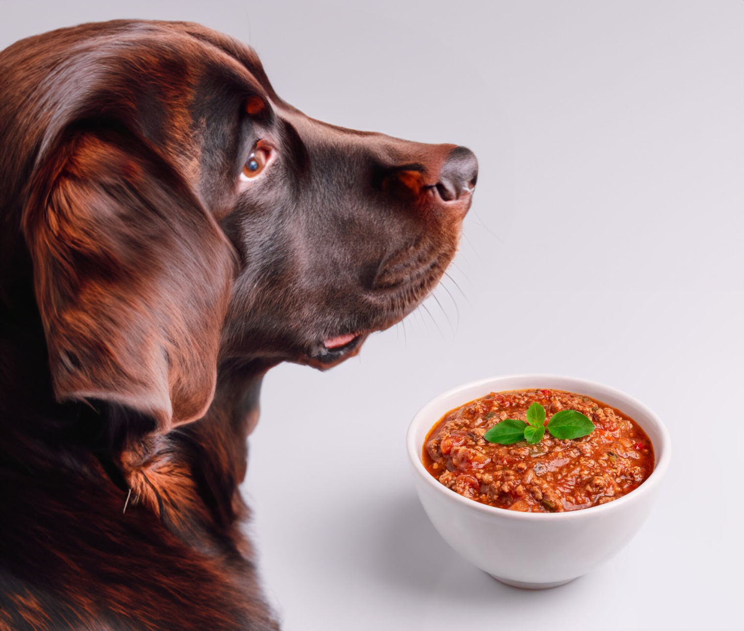 can dogs eat bolognese
