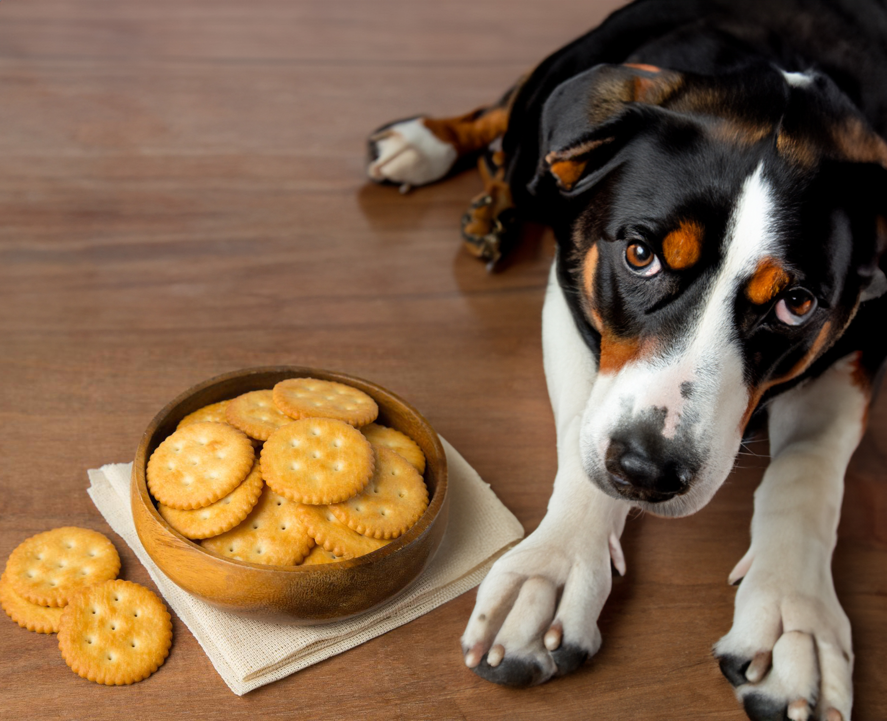 Can Dogs Eat Ritz Crackers? • CanDogsEat