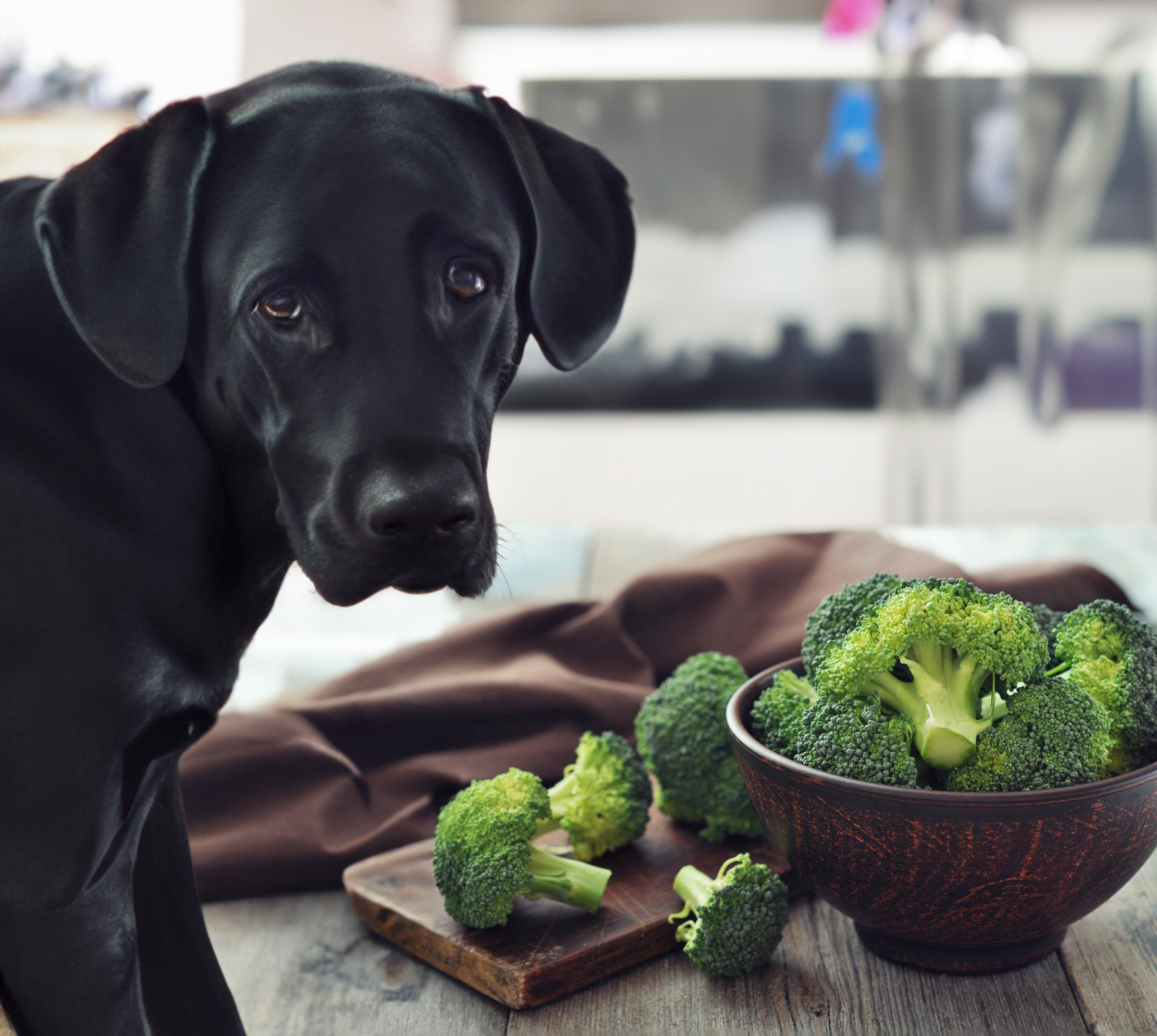93 Can Dog Eat broccoli copy