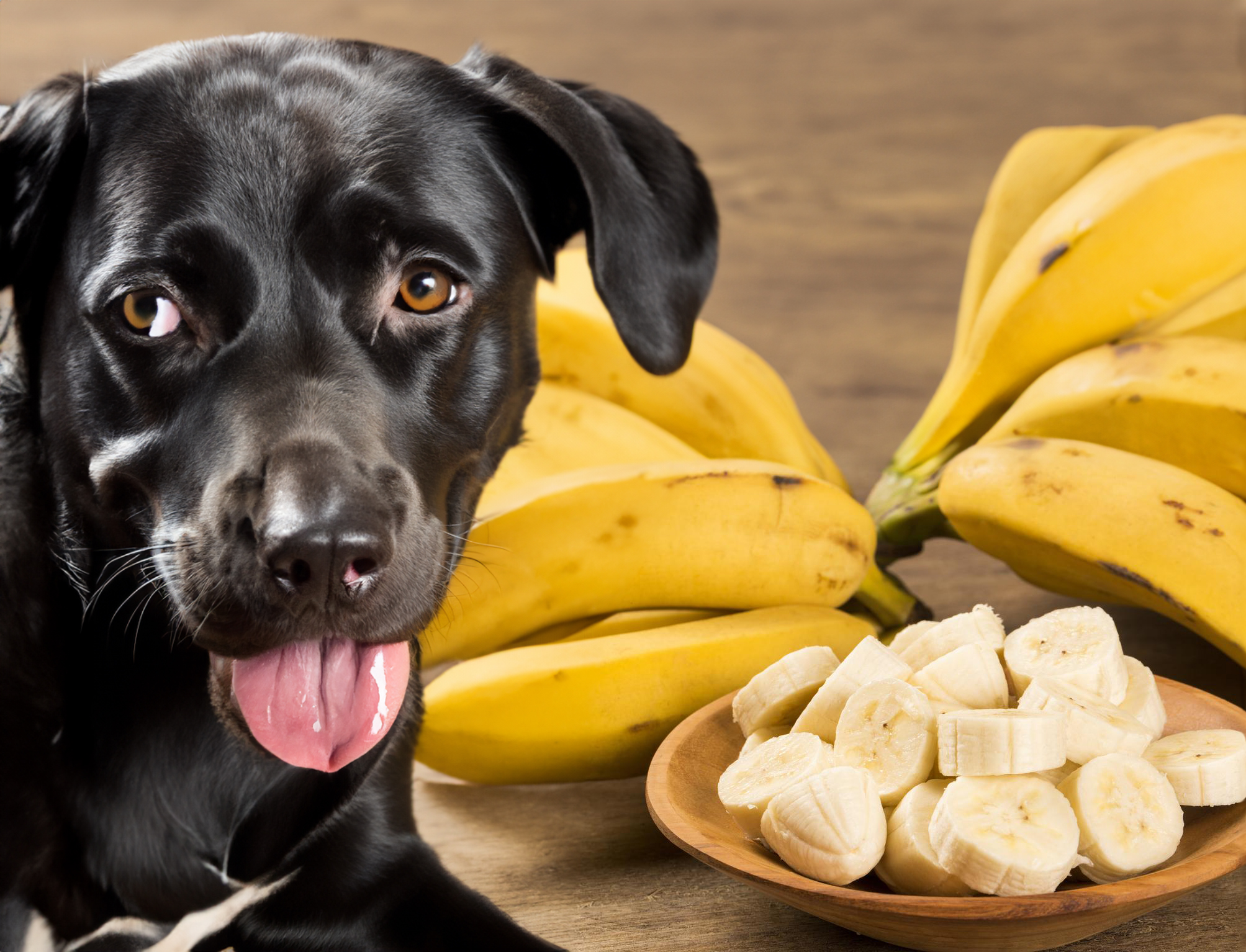 Can Dogs Eat Bananas Safely?
